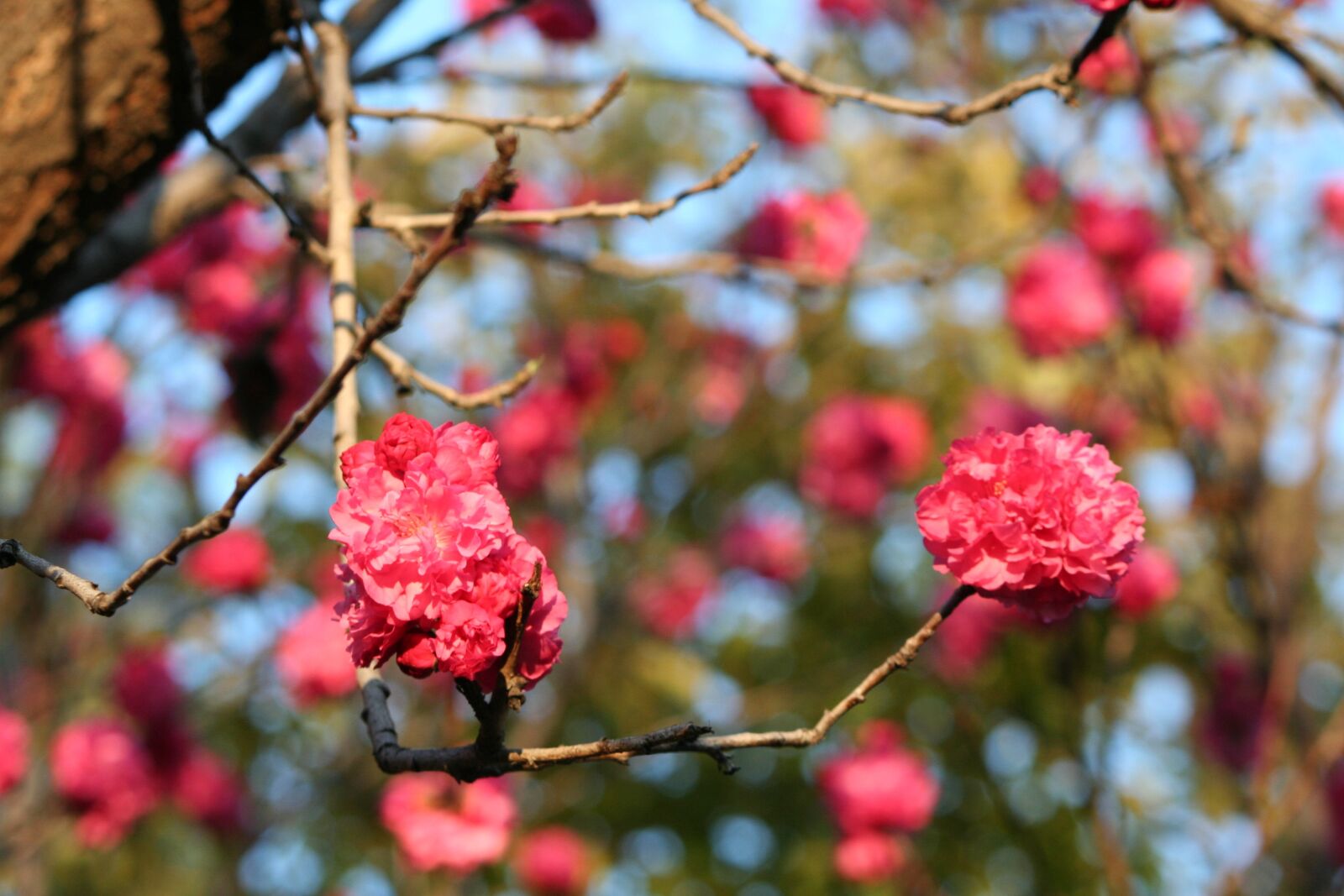 Canon EOS 350D (EOS Digital Rebel XT / EOS Kiss Digital N) sample photo. Nature, spring, blooms photography