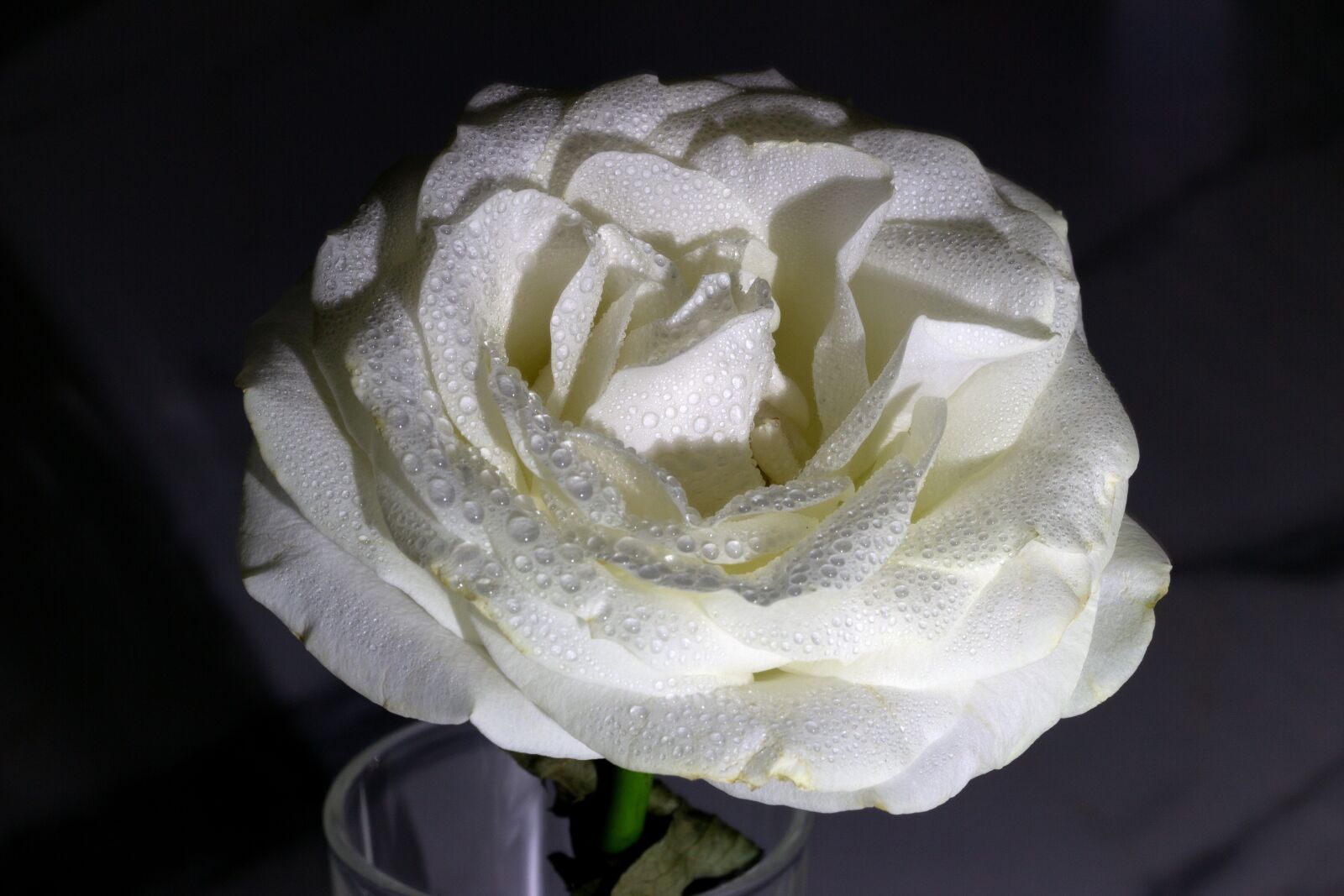 Canon EOS 600D (Rebel EOS T3i / EOS Kiss X5) sample photo. Rose, flower, white rose photography