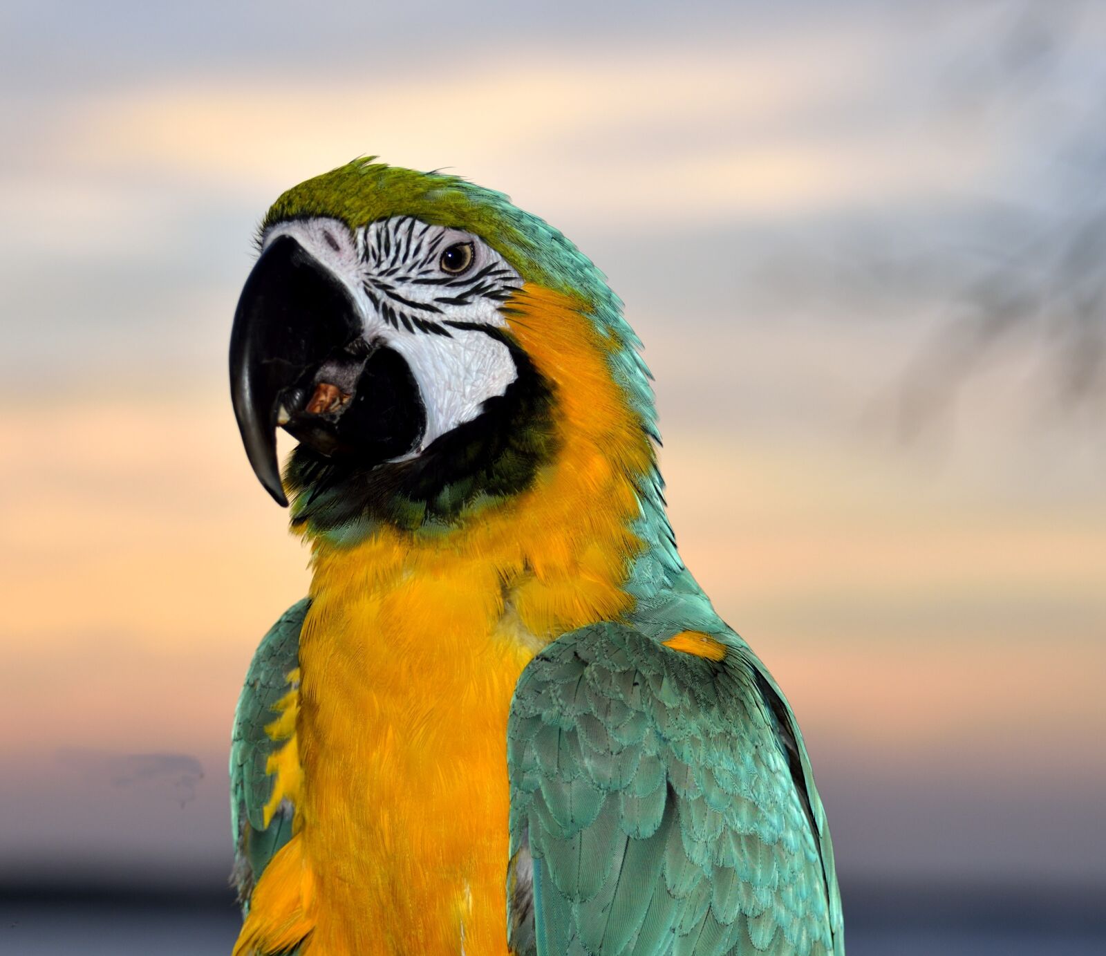 Nikon D7000 sample photo. Macaw, parrot, bird photography