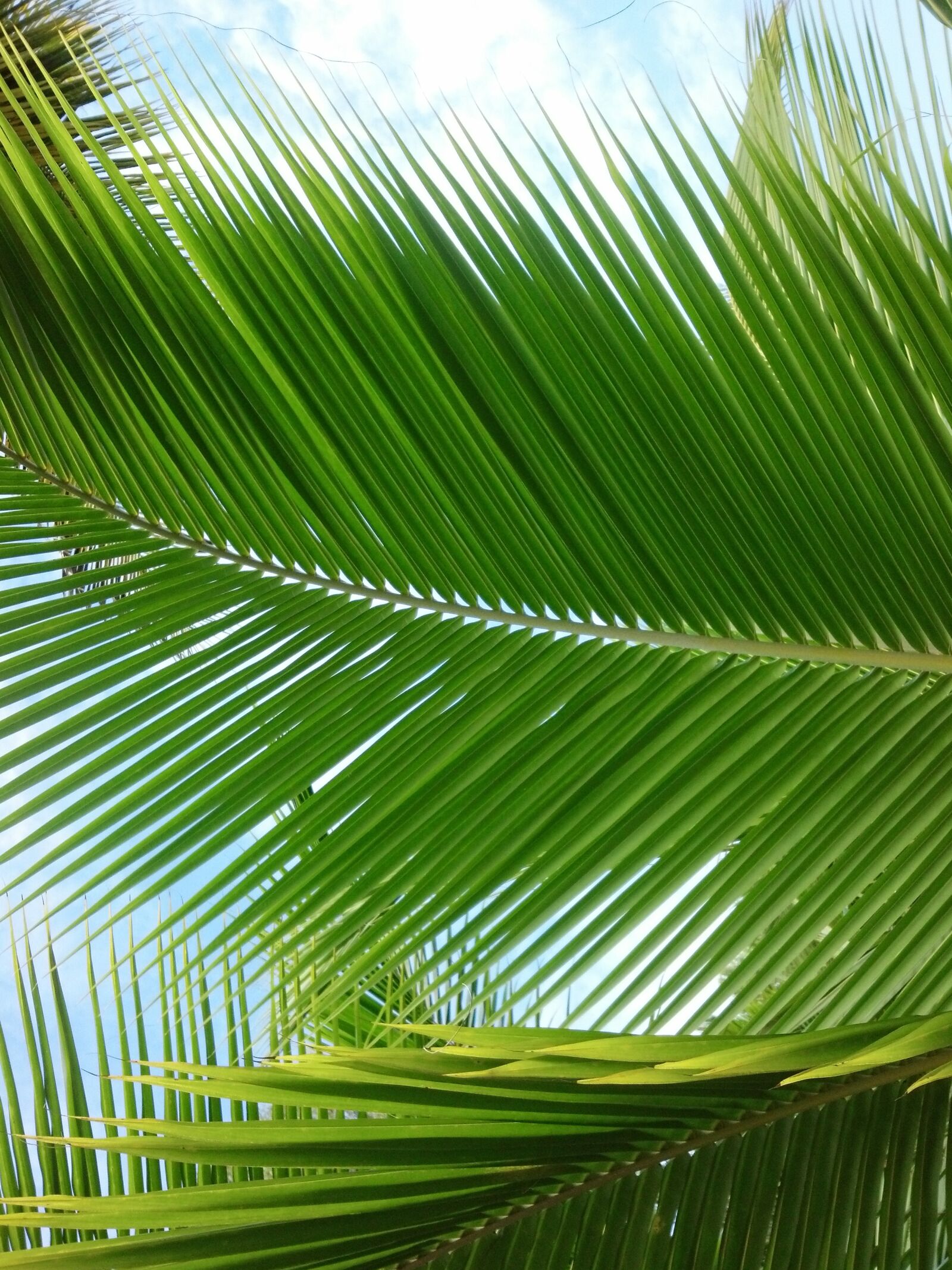 Motorola DROID RAZR sample photo. Palm, leaf, south photography