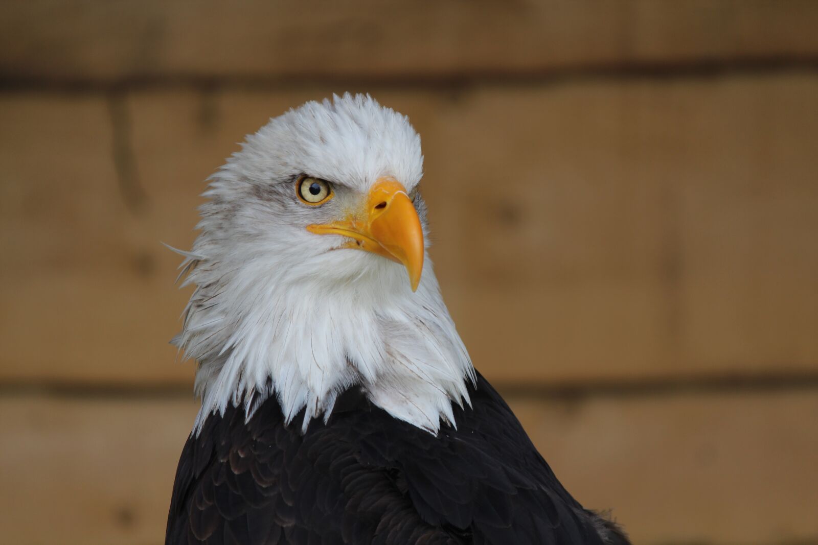 Canon EOS 600D (Rebel EOS T3i / EOS Kiss X5) sample photo. Adler, bird, bird of photography