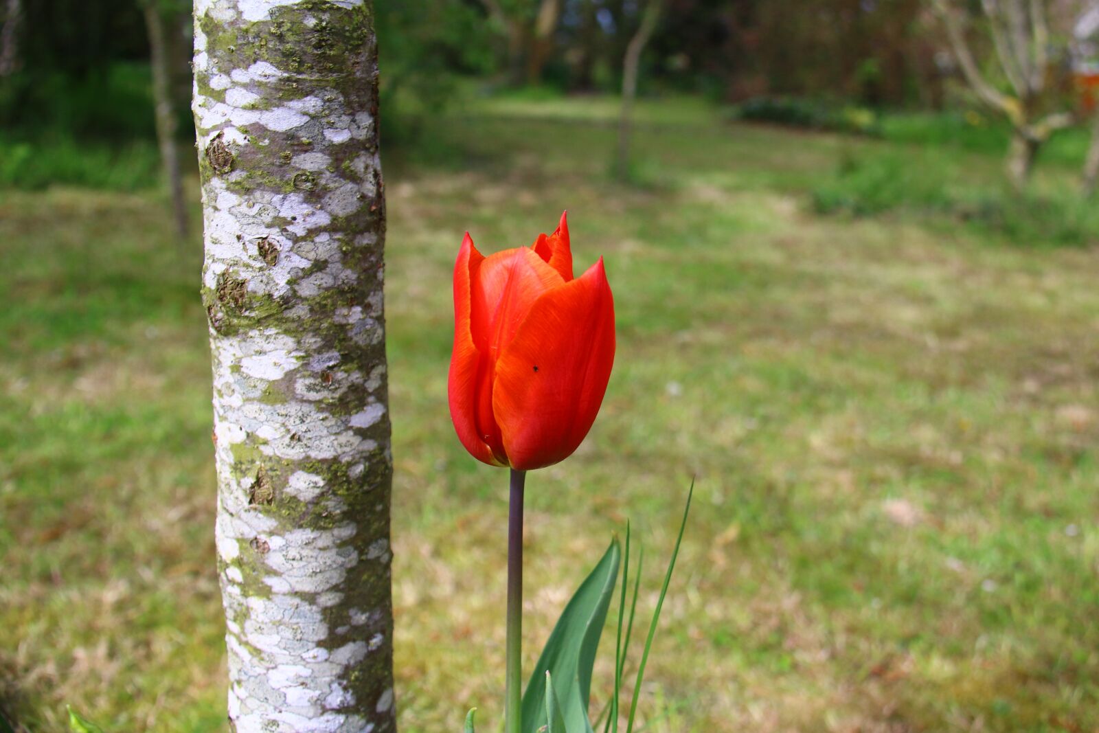 Canon EOS 70D sample photo. Tulip, red, flower photography