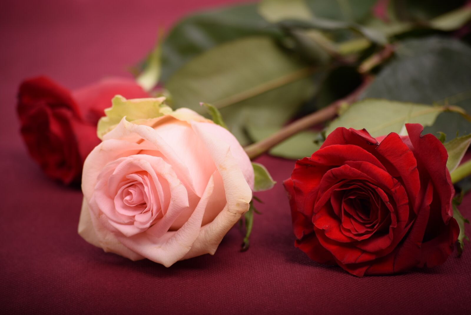 Nikon D3300 sample photo. Rose, flower, petal photography