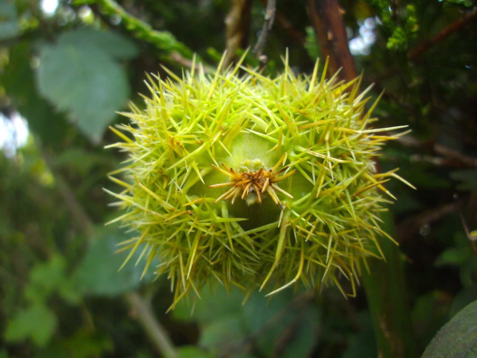 TRAVELER DC 120 sample photo. Conker, autumn, fall photography