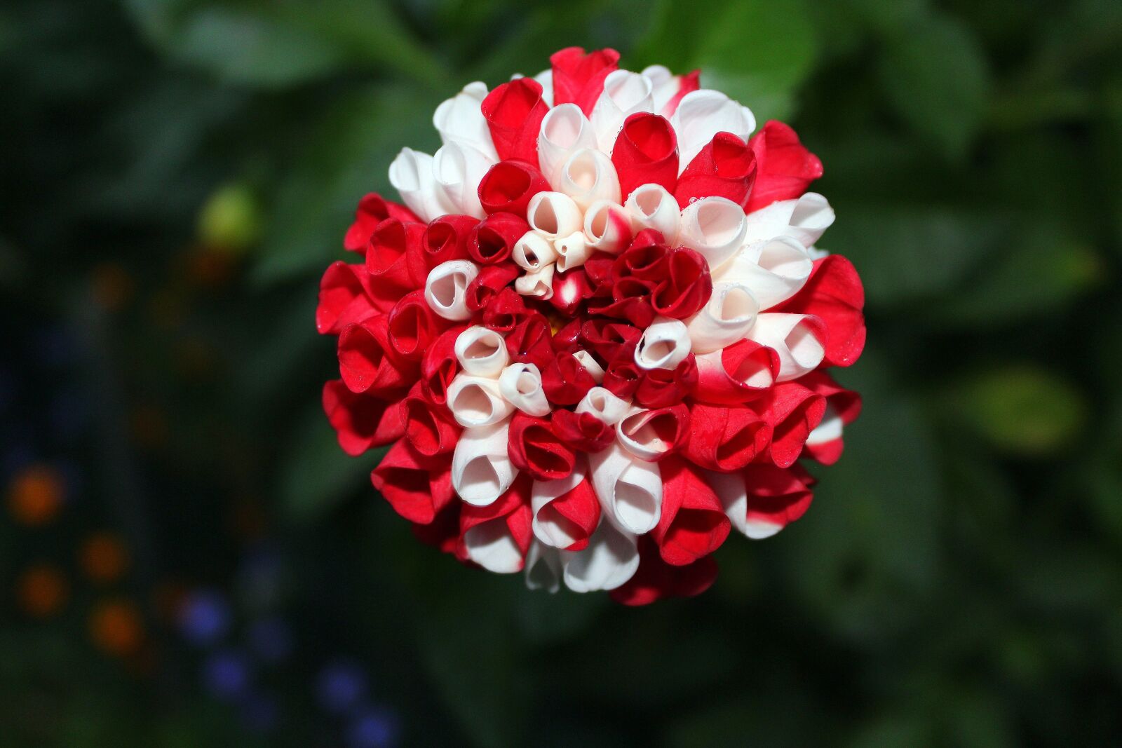 Canon EOS 1200D (EOS Rebel T5 / EOS Kiss X70 / EOS Hi) sample photo. Dahlias, georginie, colorful flowers photography