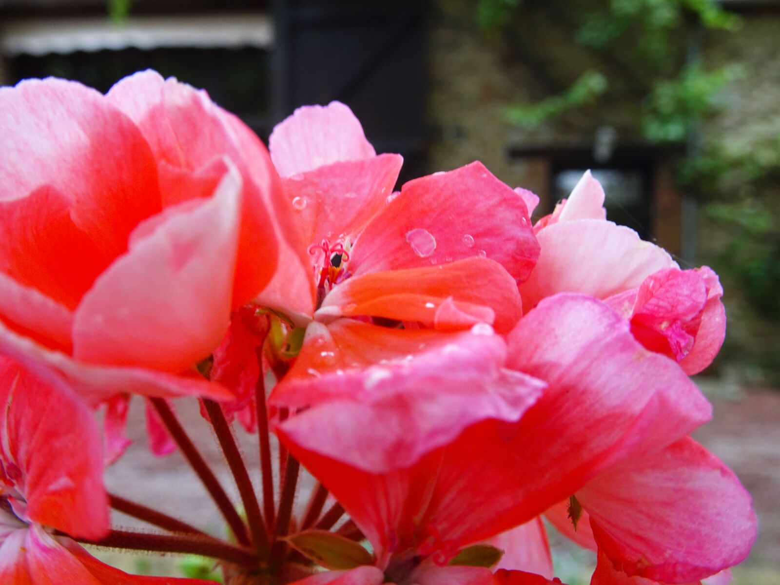 Sony Cyber-shot DSC-HX90V sample photo. Flower, red, rose photography