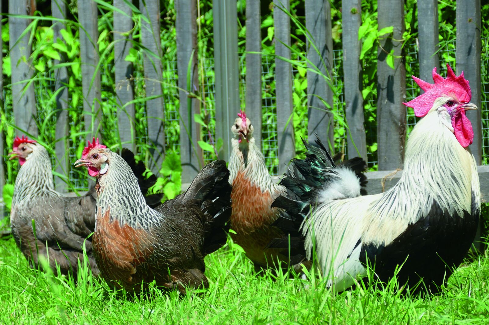 Panasonic Lumix DMC-FZ1000 sample photo. Chickens, rooster and hens photography