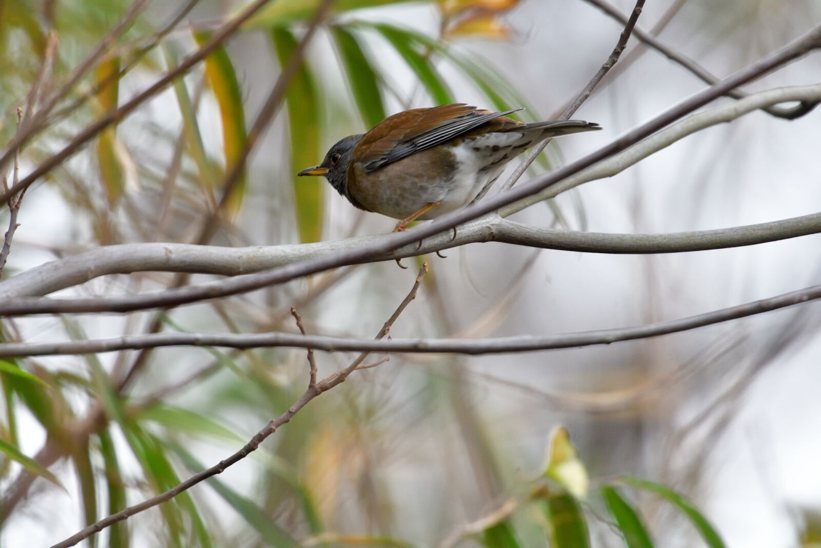Nikon D500 sample photo. Bird, natural, wild animals photography