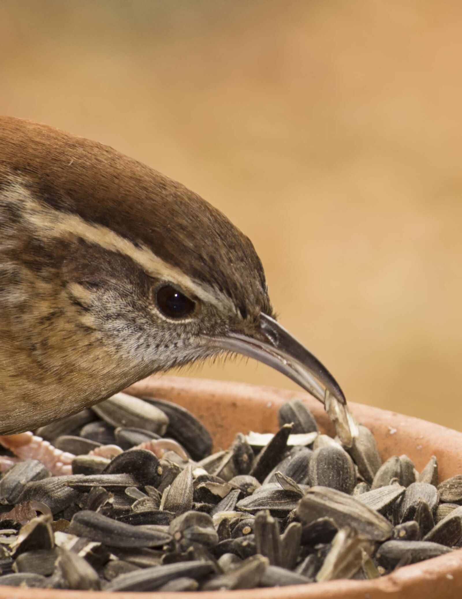 Canon EOS 700D (EOS Rebel T5i / EOS Kiss X7i) sample photo. Carolina wren, bird, wildlife photography