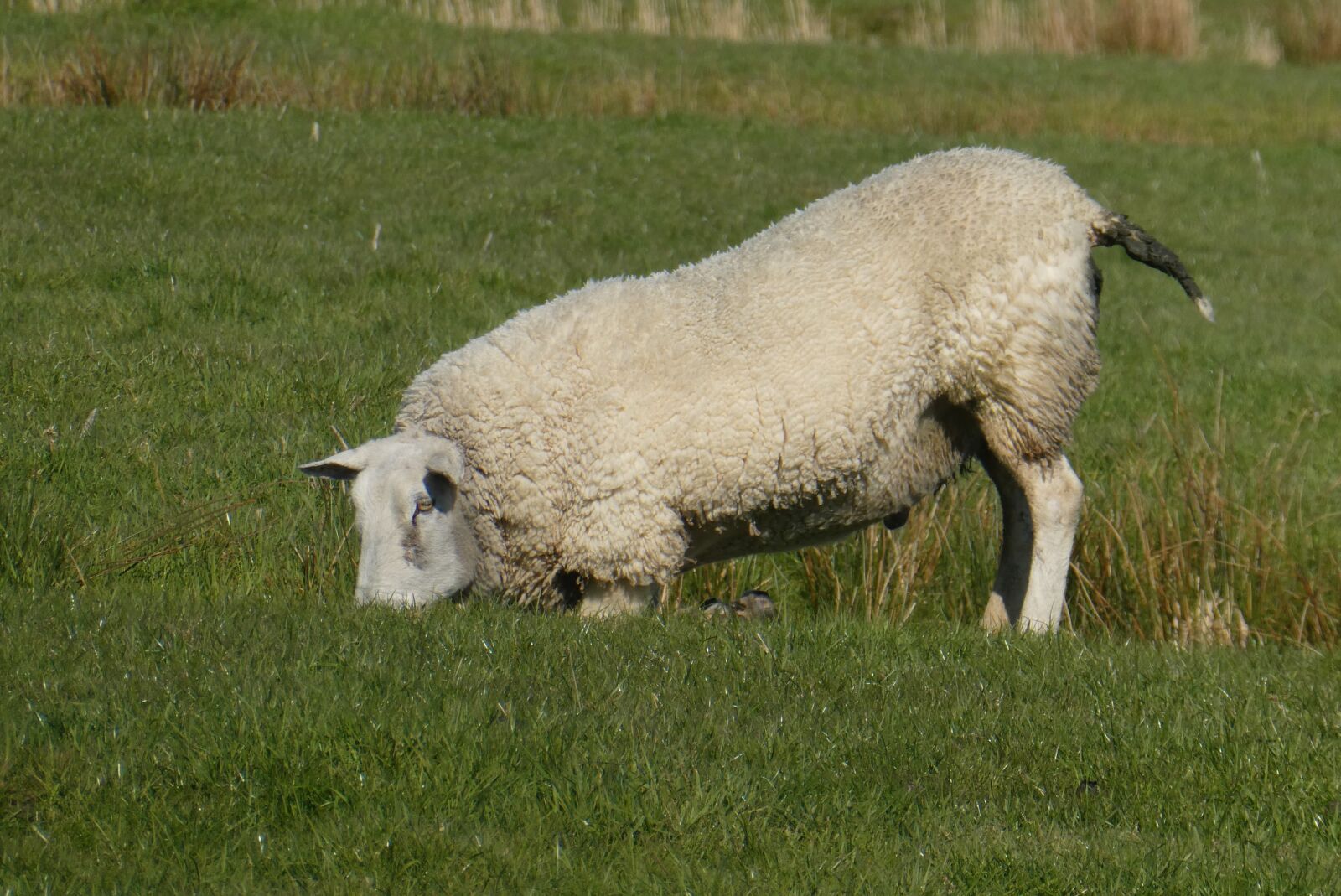 Panasonic Lumix DC-ZS70 (Lumix DC-TZ90) sample photo. Sheep, meadow, legs photography