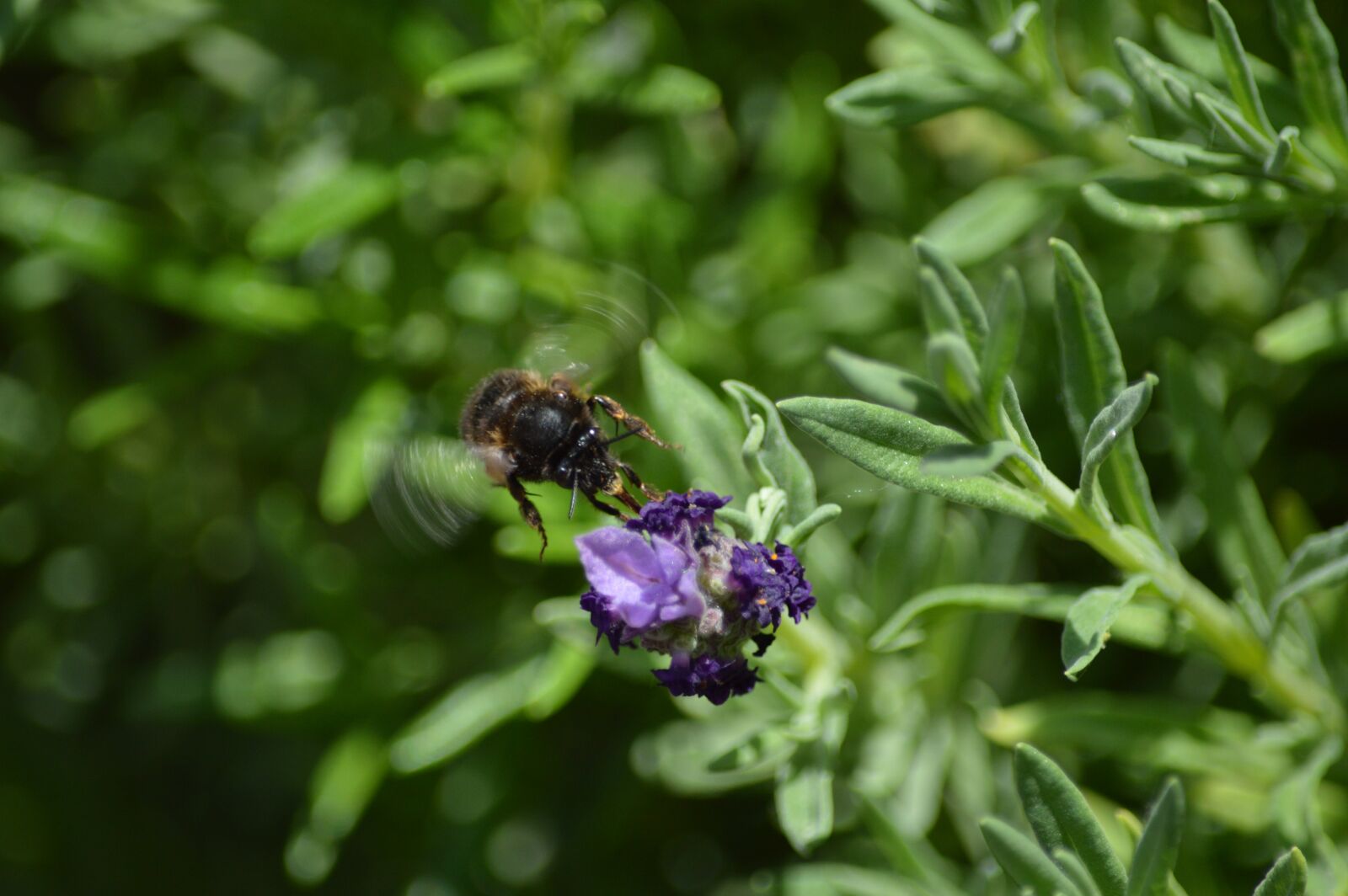 Nikon D3200 sample photo. Flower, pollination, wasp photography