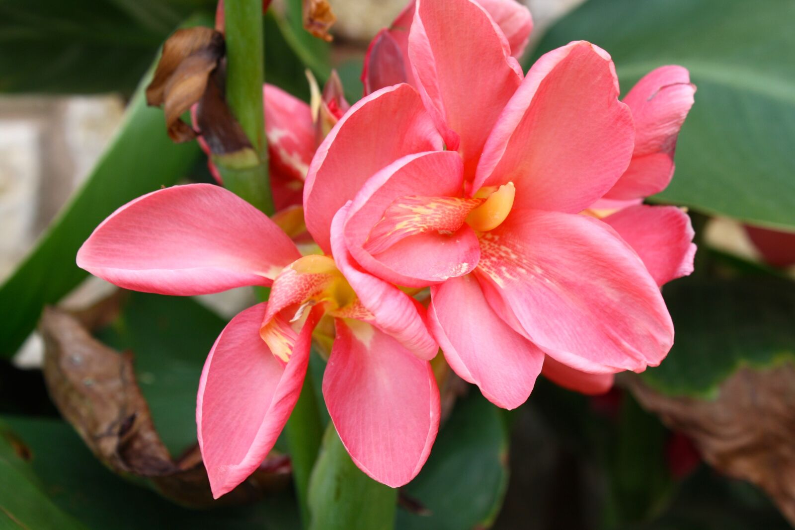 Canon EOS 1000D (EOS Digital Rebel XS / EOS Kiss F) sample photo. Flower, pink, floral photography