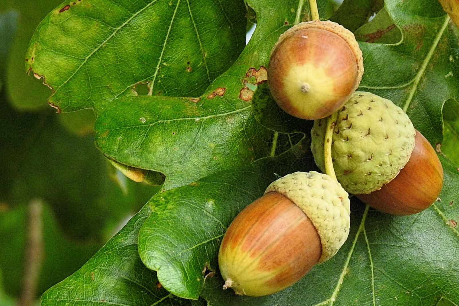 Nikon Coolpix P900 sample photo. Autumn, acorns, leaves photography