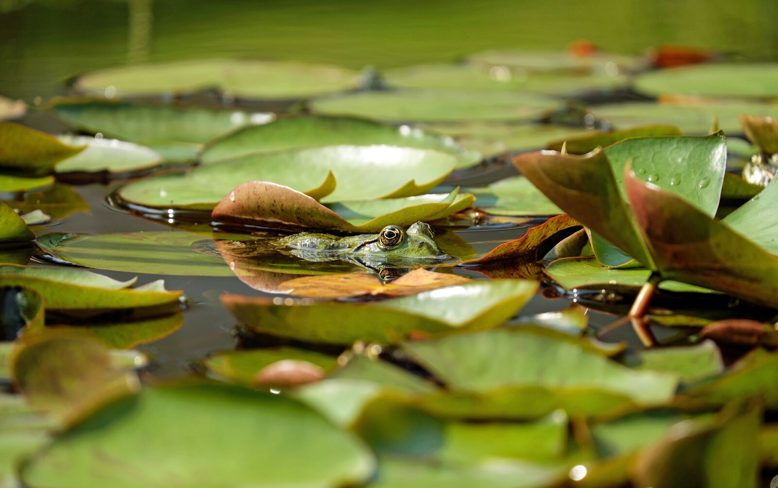 Fujifilm X-T10 + Fujifilm XC 50-230mm F4.5-6.7 OIS sample photo. Frog, water frog, animal photography