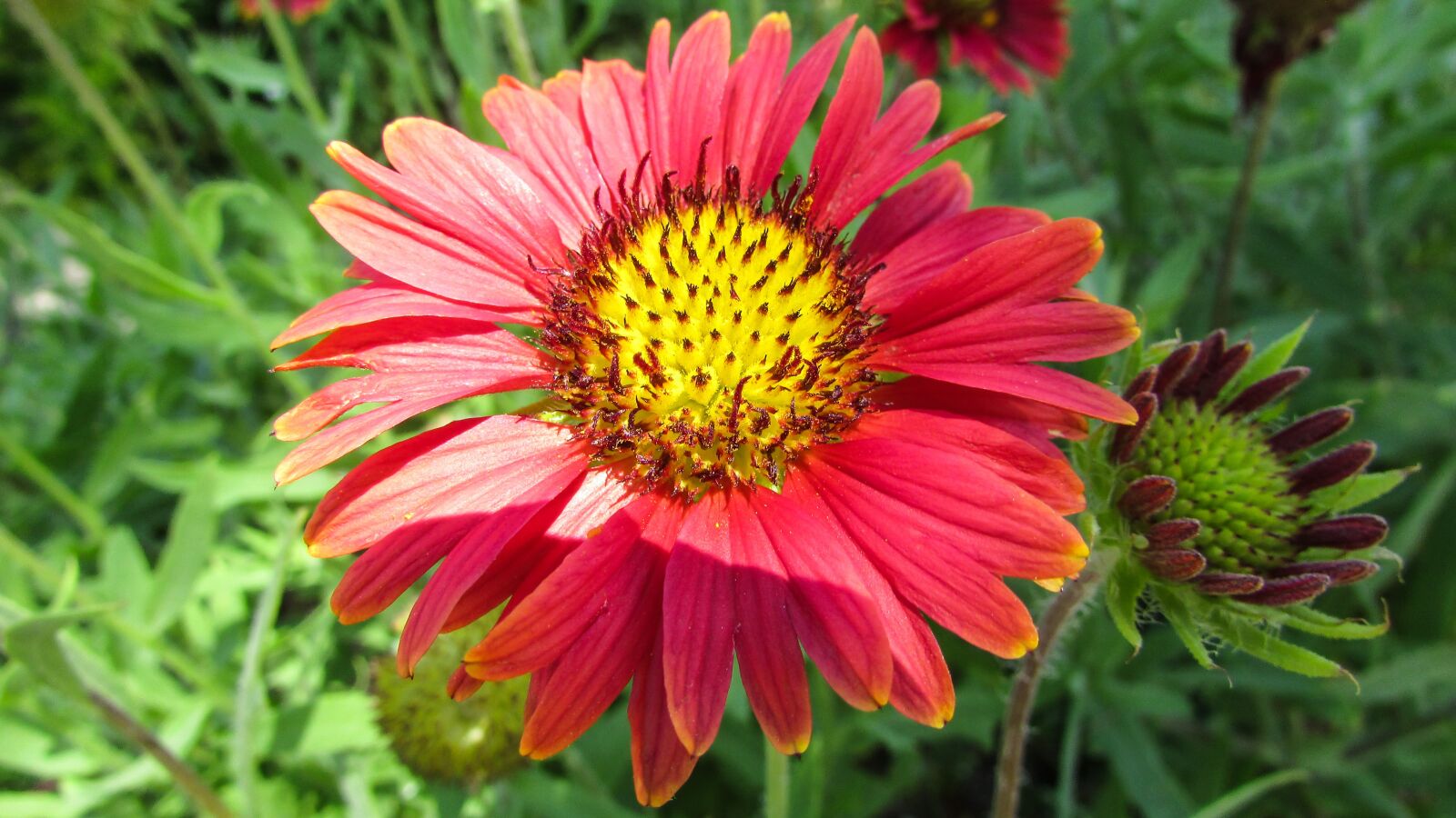 Canon PowerShot SX400 IS sample photo. Flower, garden, colorful photography