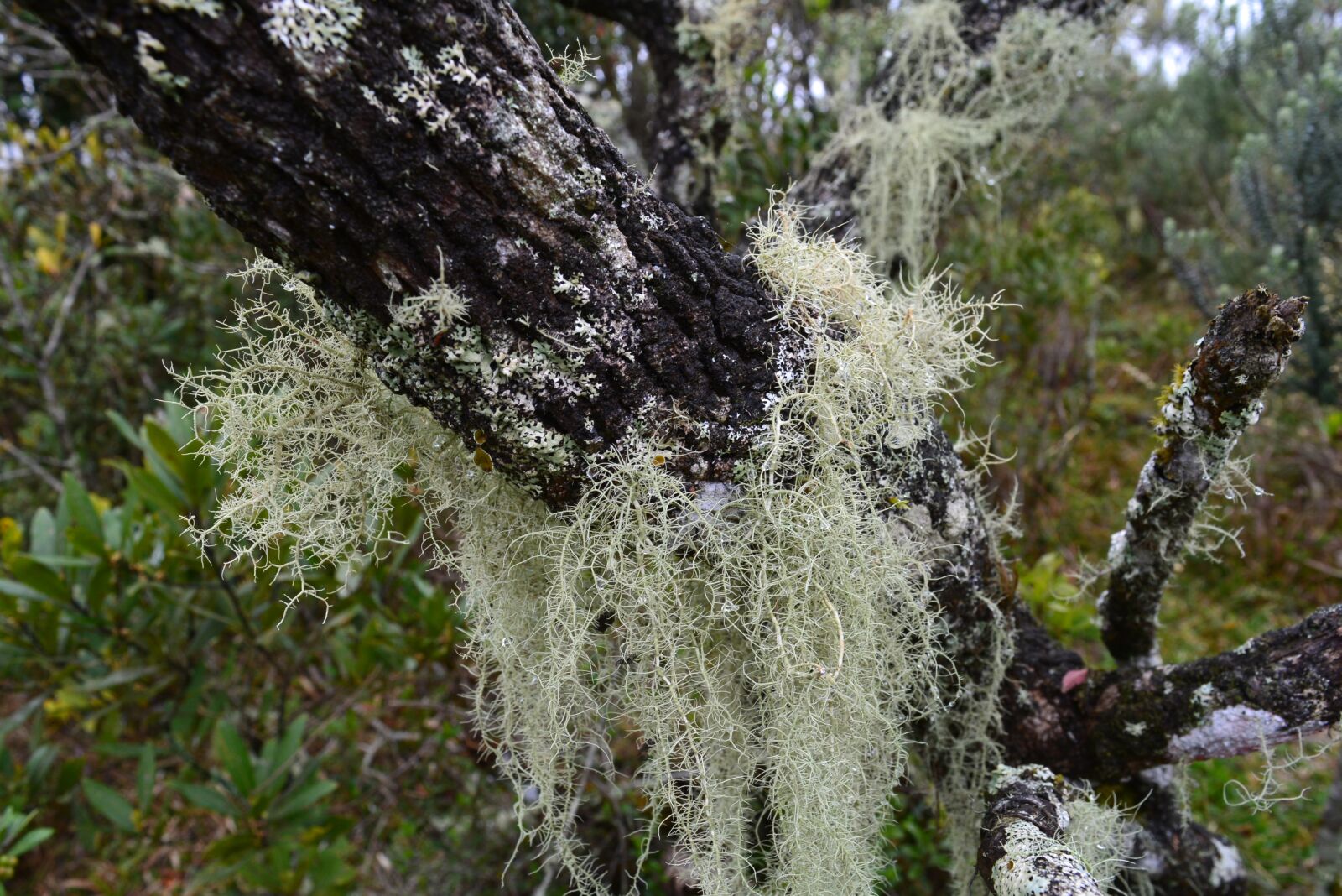 Nikon D5200 sample photo. Moss, vegetation, nature photography