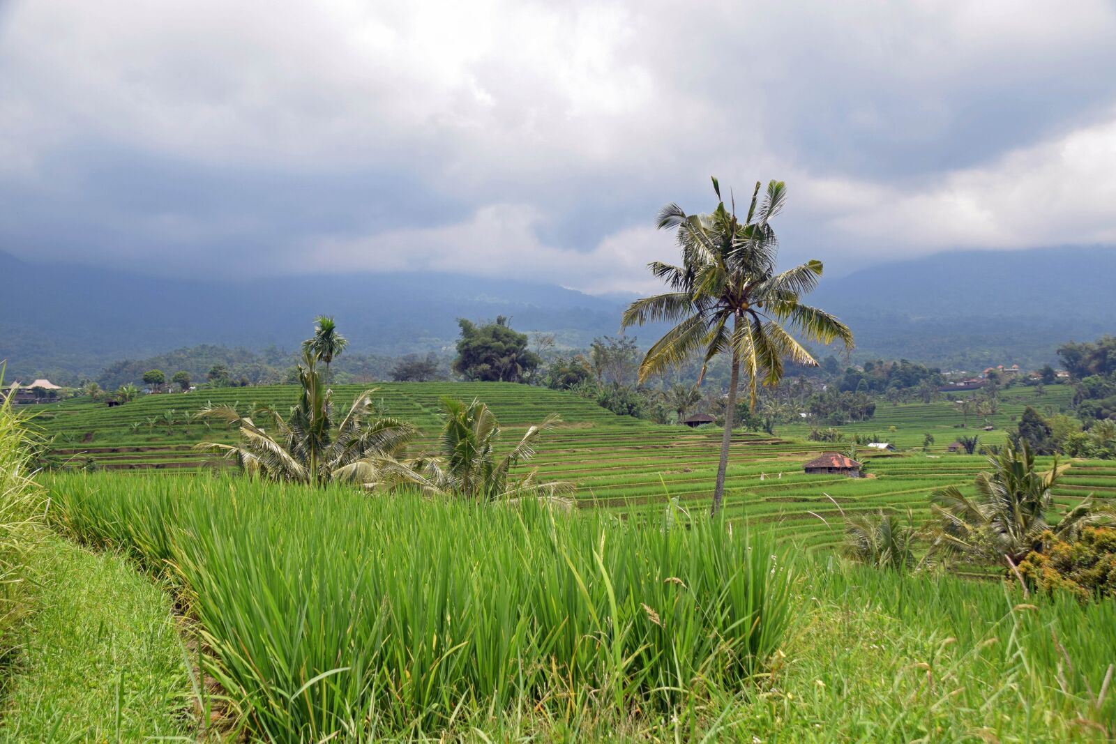 Nikon D3300 sample photo. Bali, indonesia, travel photography
