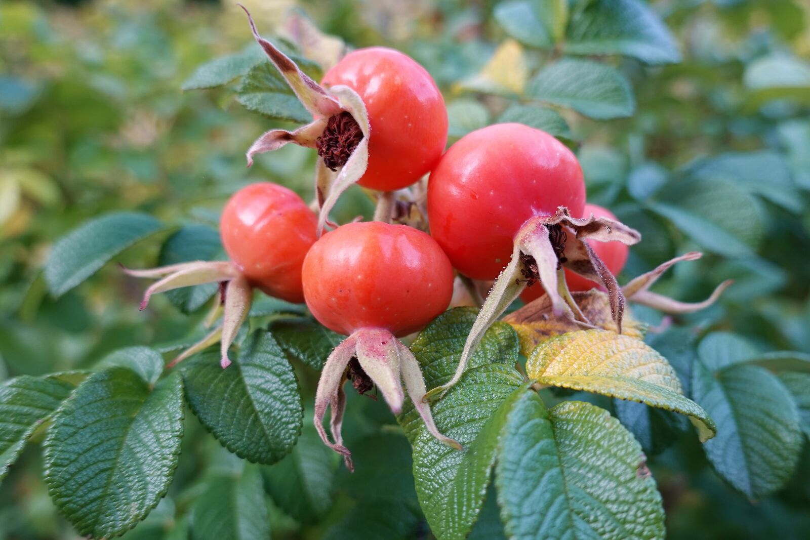 Sony DSC-RX100M7 sample photo. Autumn, rose hip, red photography