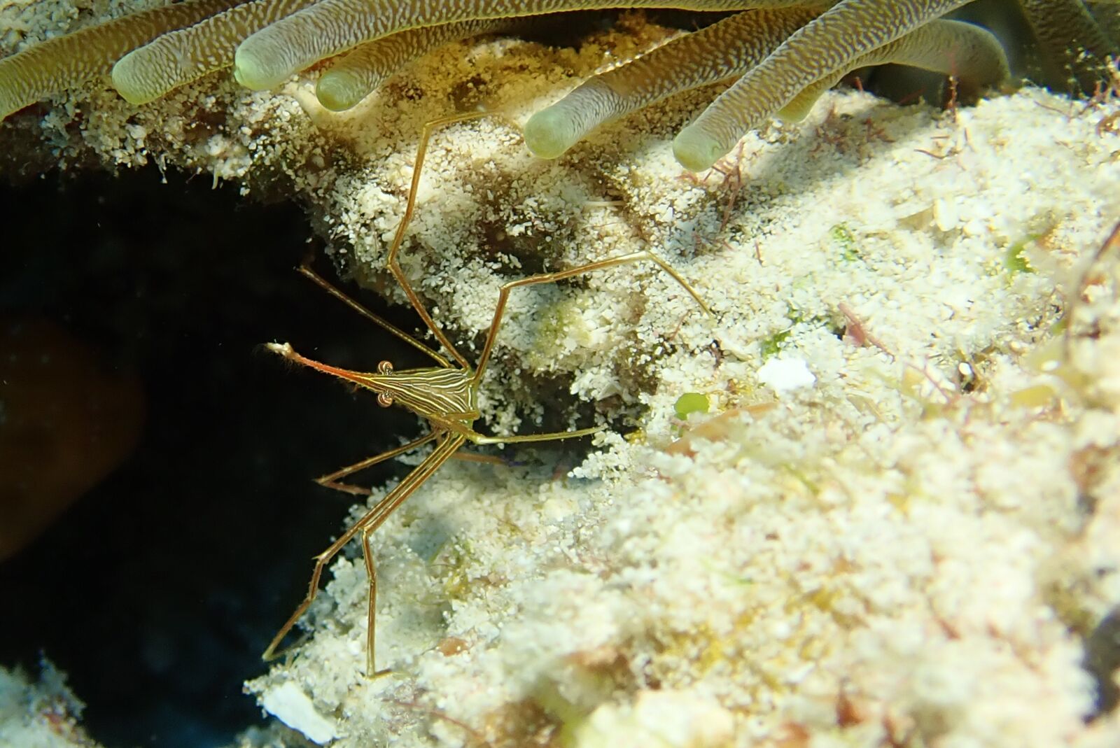 Olympus TG-5 sample photo. Underwater, marine, caribbean photography