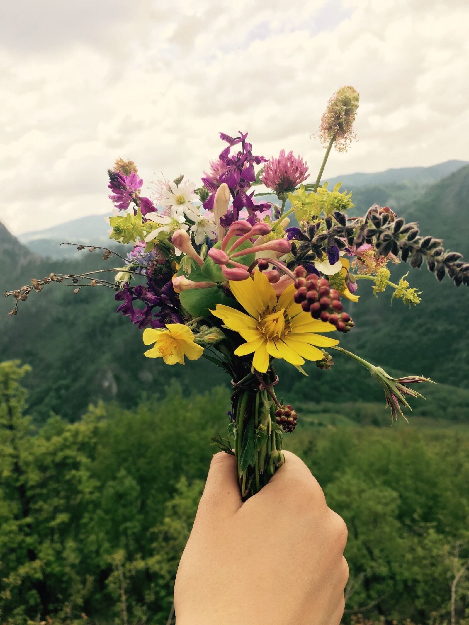 Apple iPhone 6s sample photo. Nature, summer, flora photography