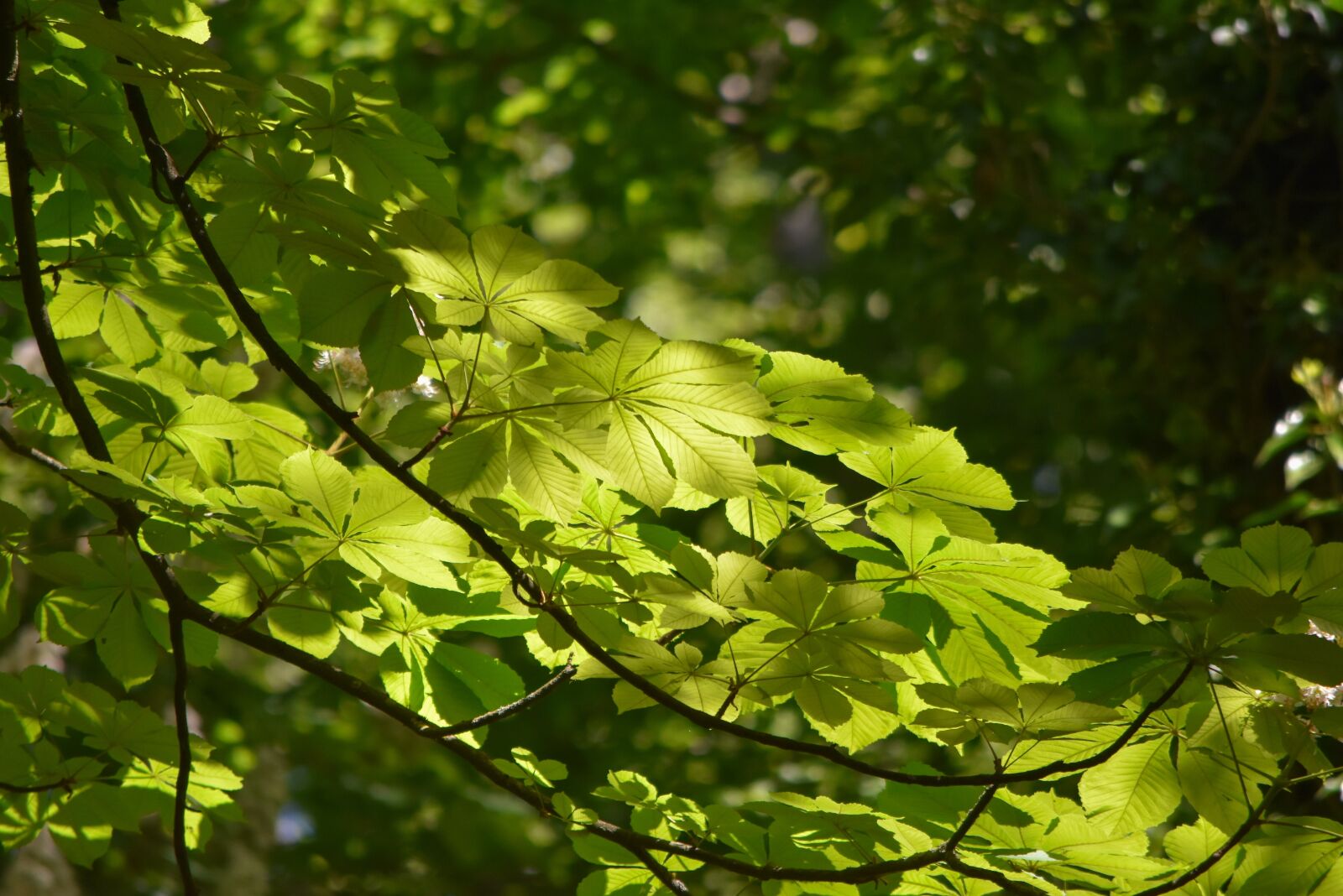 Nikon D5500 sample photo. Leaves, foliage, tree photography