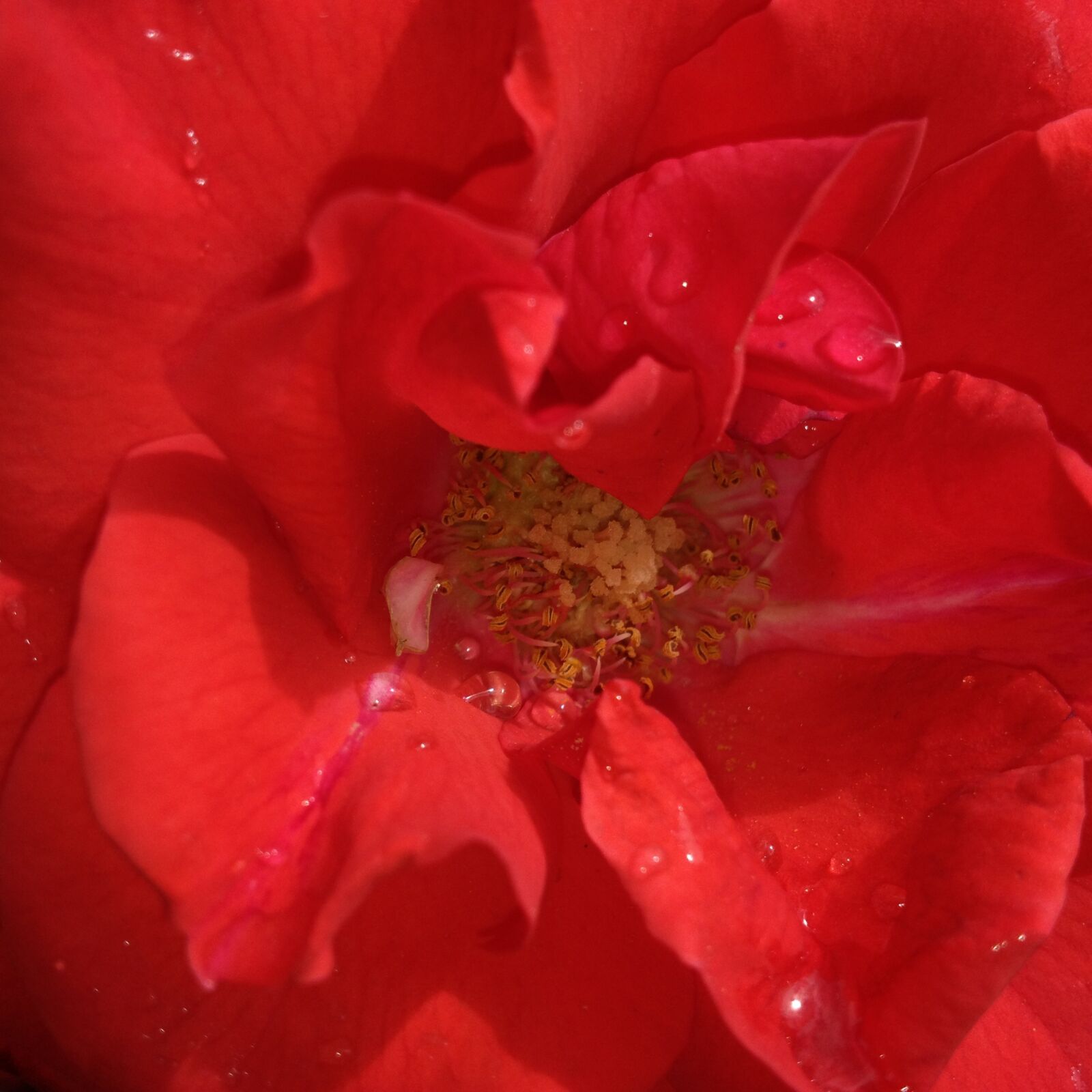 iPhone 4S back camera 4.28mm f/2.4 sample photo. Red, rosa, flower photography
