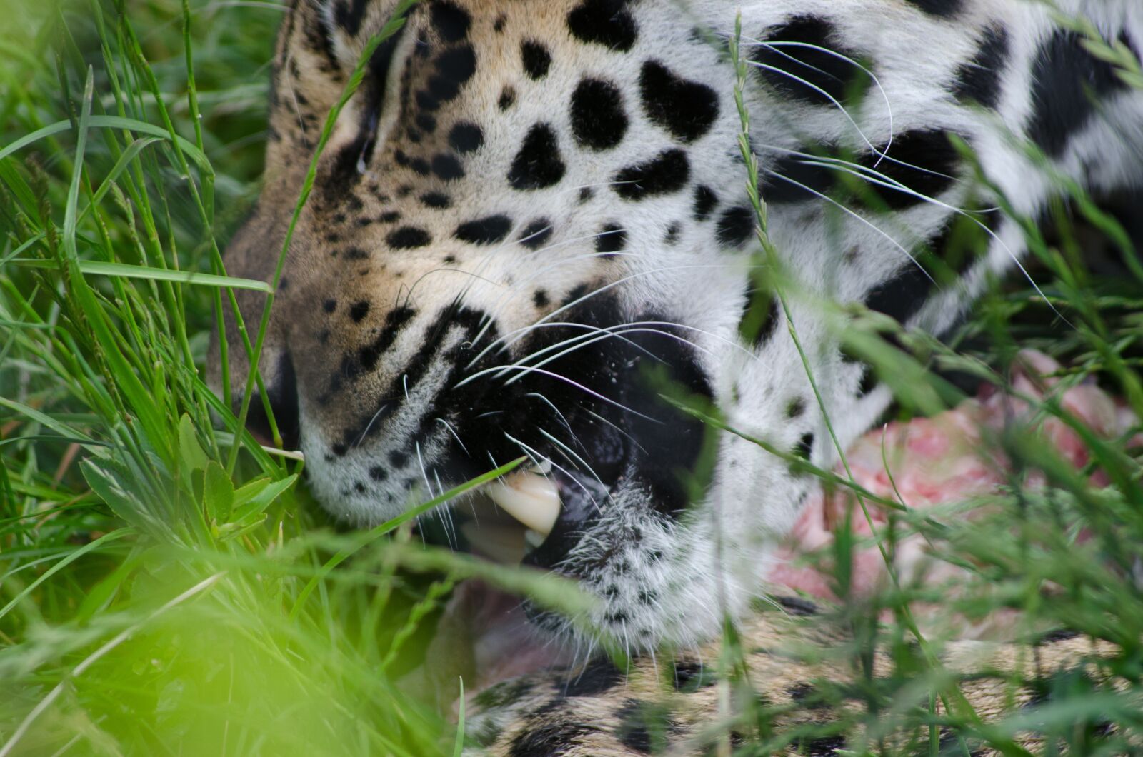Nikon D7000 sample photo. Jaguar, teeth, eating photography