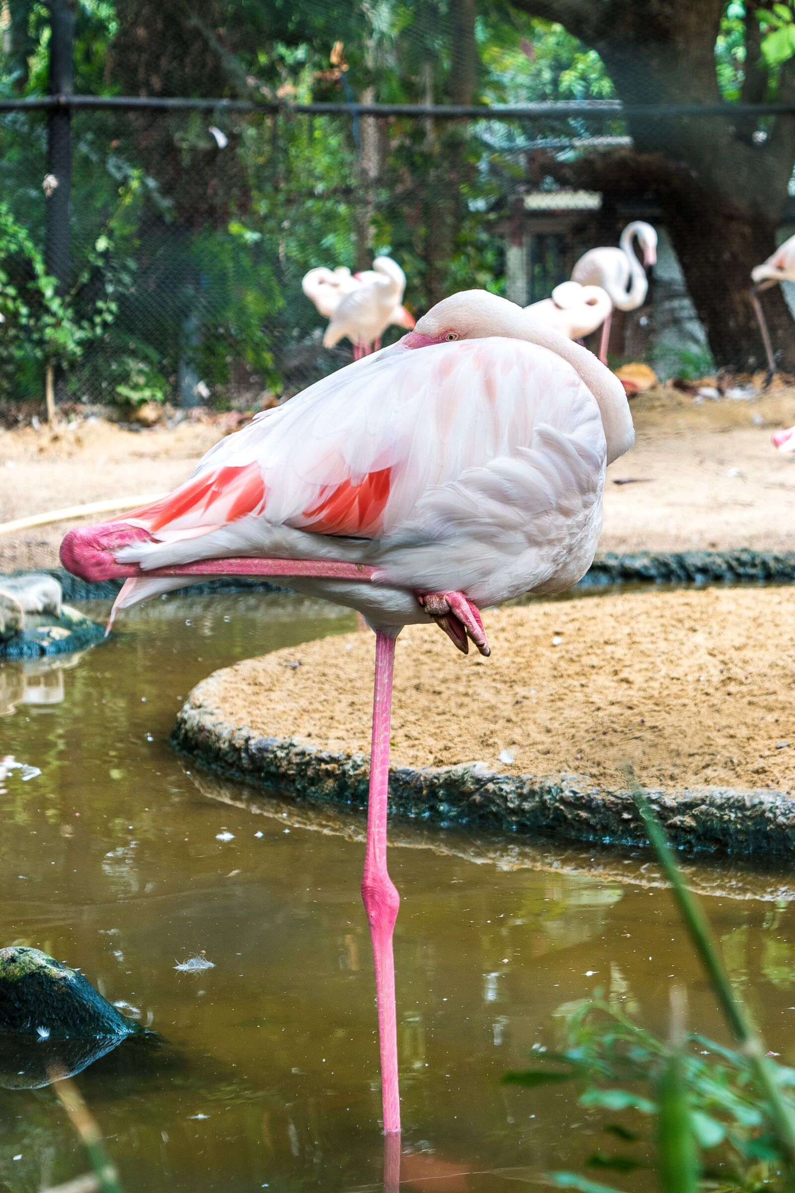 Nikon D5500 sample photo. Bird framingham bingo, birds photography
