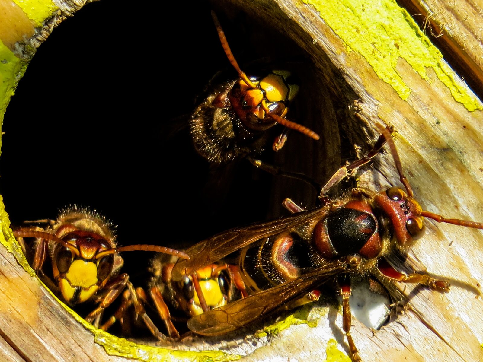 Canon PowerShot SX50 HS sample photo. Animals, hornets, insect photography