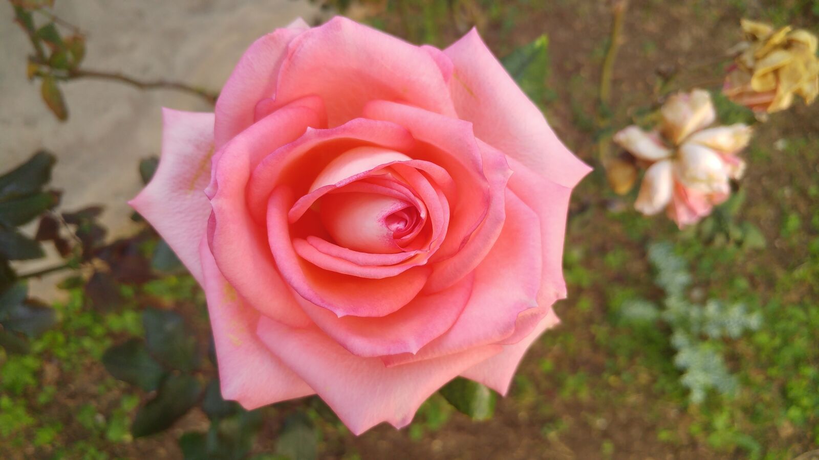 LG G5 sample photo. Rosa, flower, spring photography
