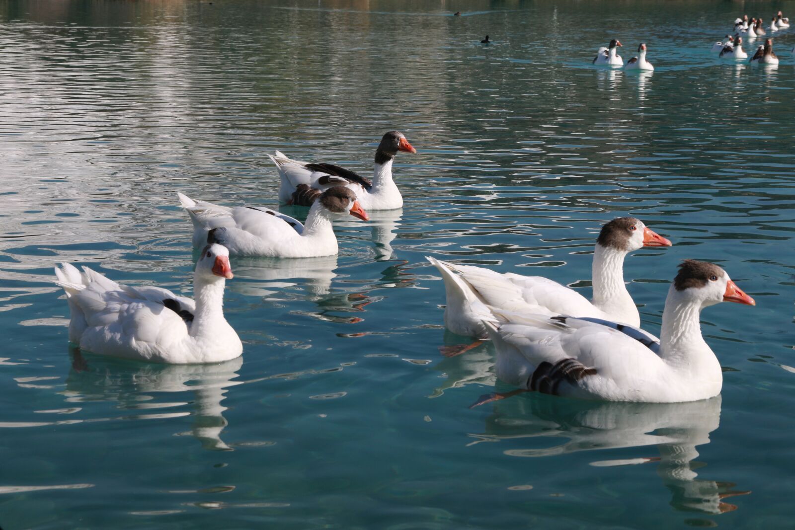 Canon EF-S 18-135mm F3.5-5.6 IS sample photo. Duck, marine, bird photography