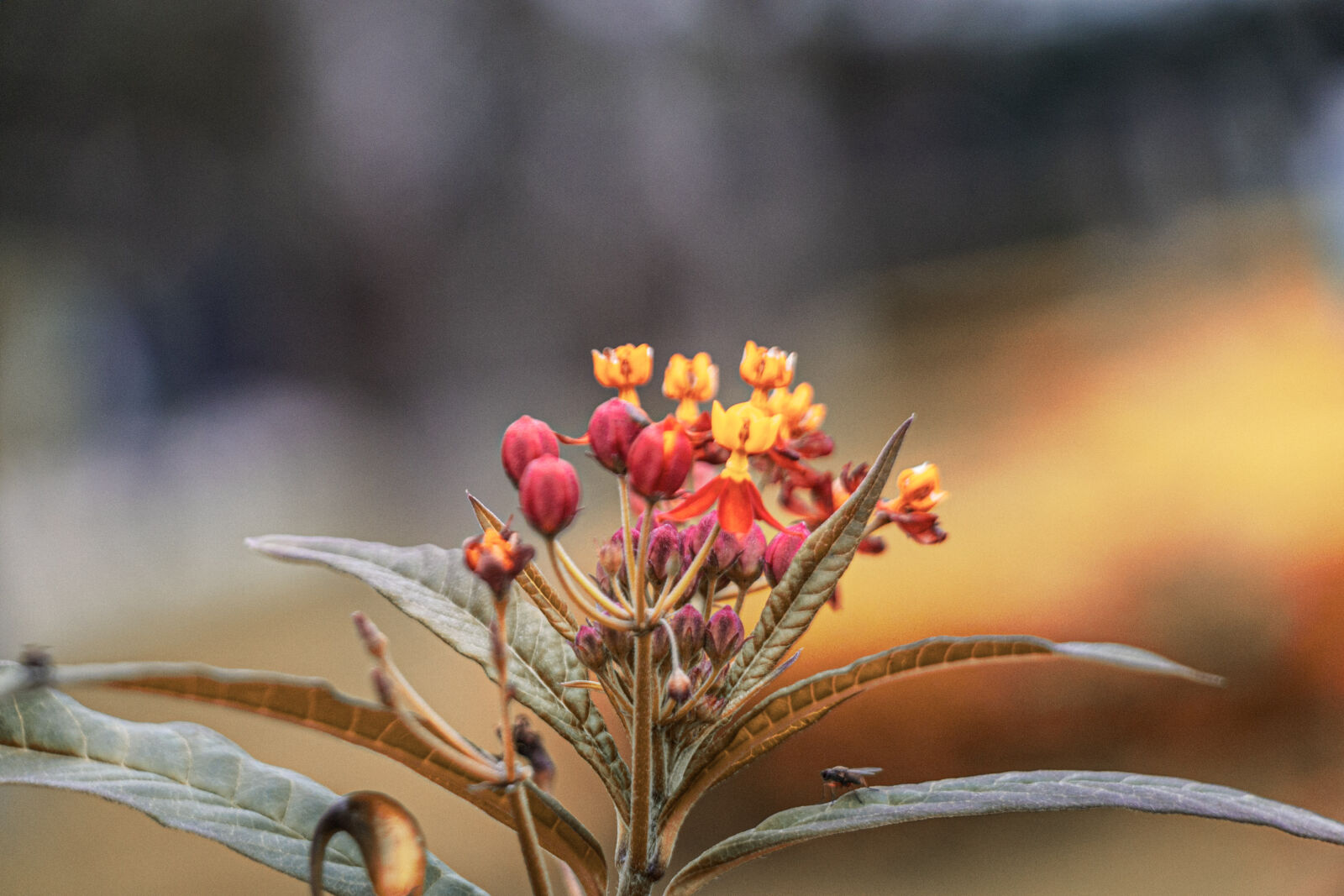 Canon EOS RP sample photo