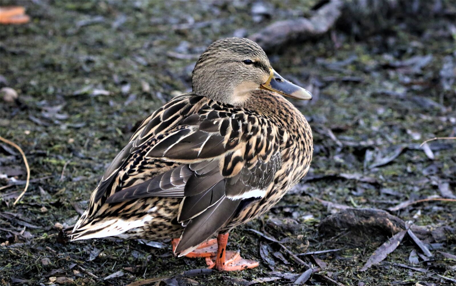 150-600mm F5-6.3 DG OS HSM | Contemporary 015 sample photo. Bird, mallard, animal photography