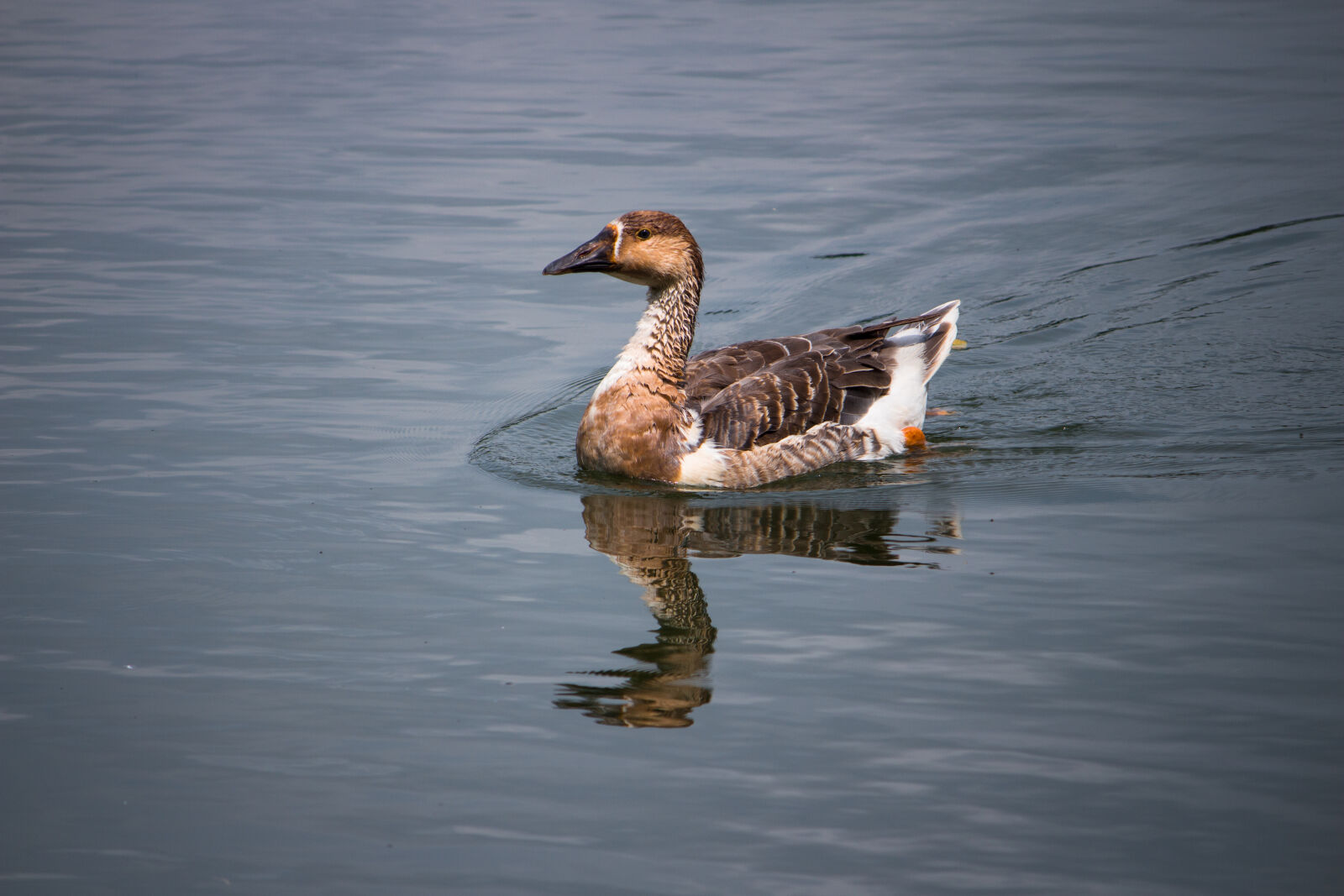 Canon EOS 700D (EOS Rebel T5i / EOS Kiss X7i) sample photo. Birds, blue, water, duck photography