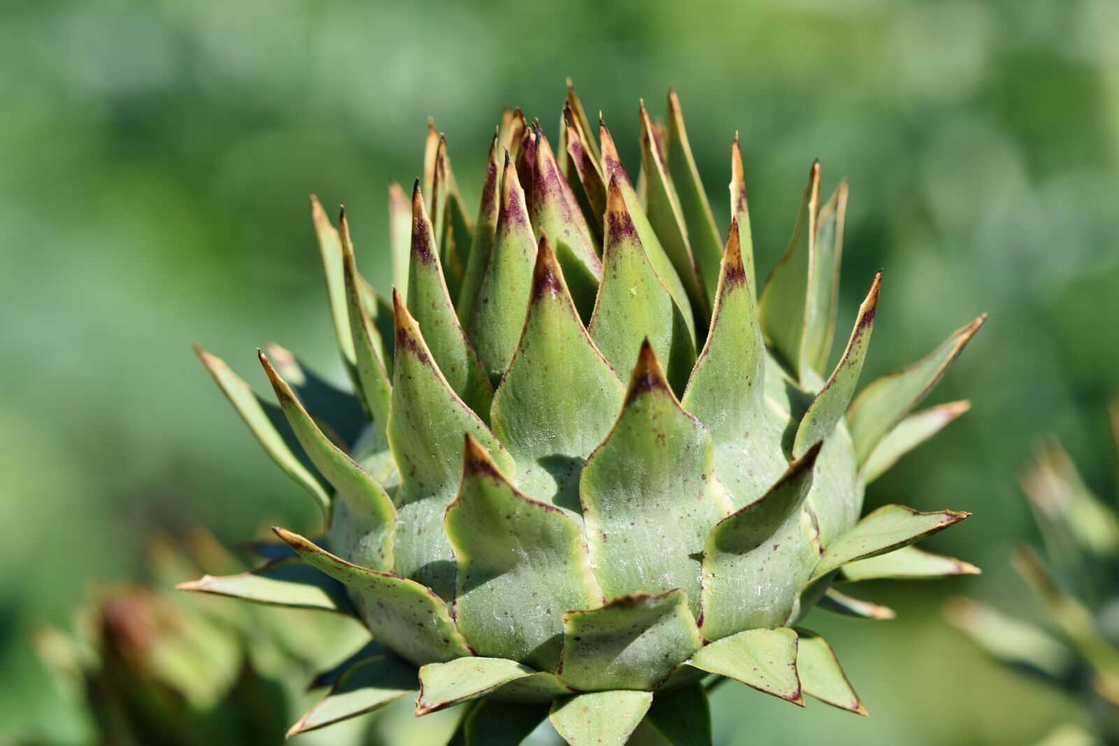 Nikon D7200 sample photo. Artichoke, vegetables, flower vegetables photography