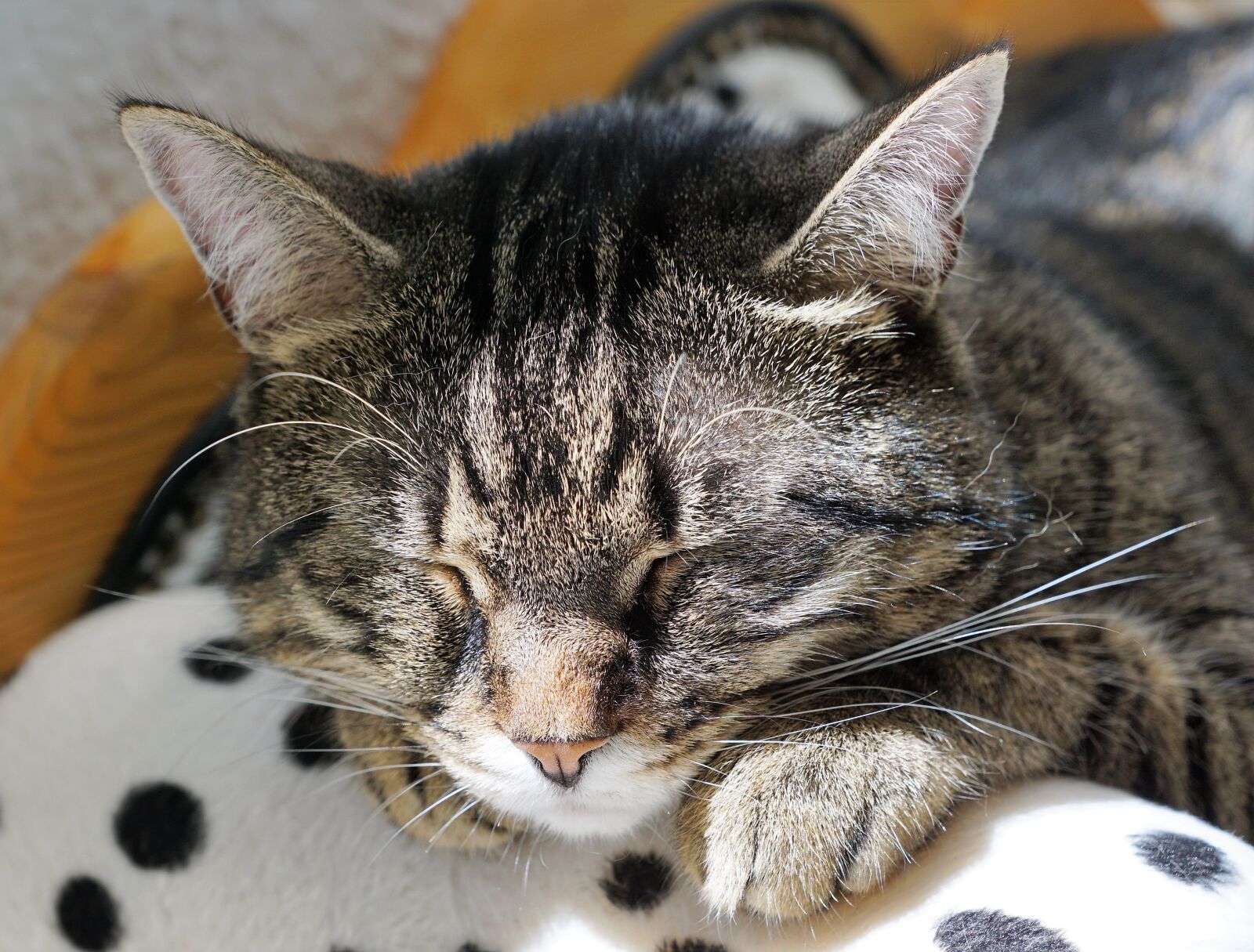 Sony ILCA-77M2 + Sony DT 16-50mm F2.8 SSM sample photo. Cat, tiger, tigerle photography