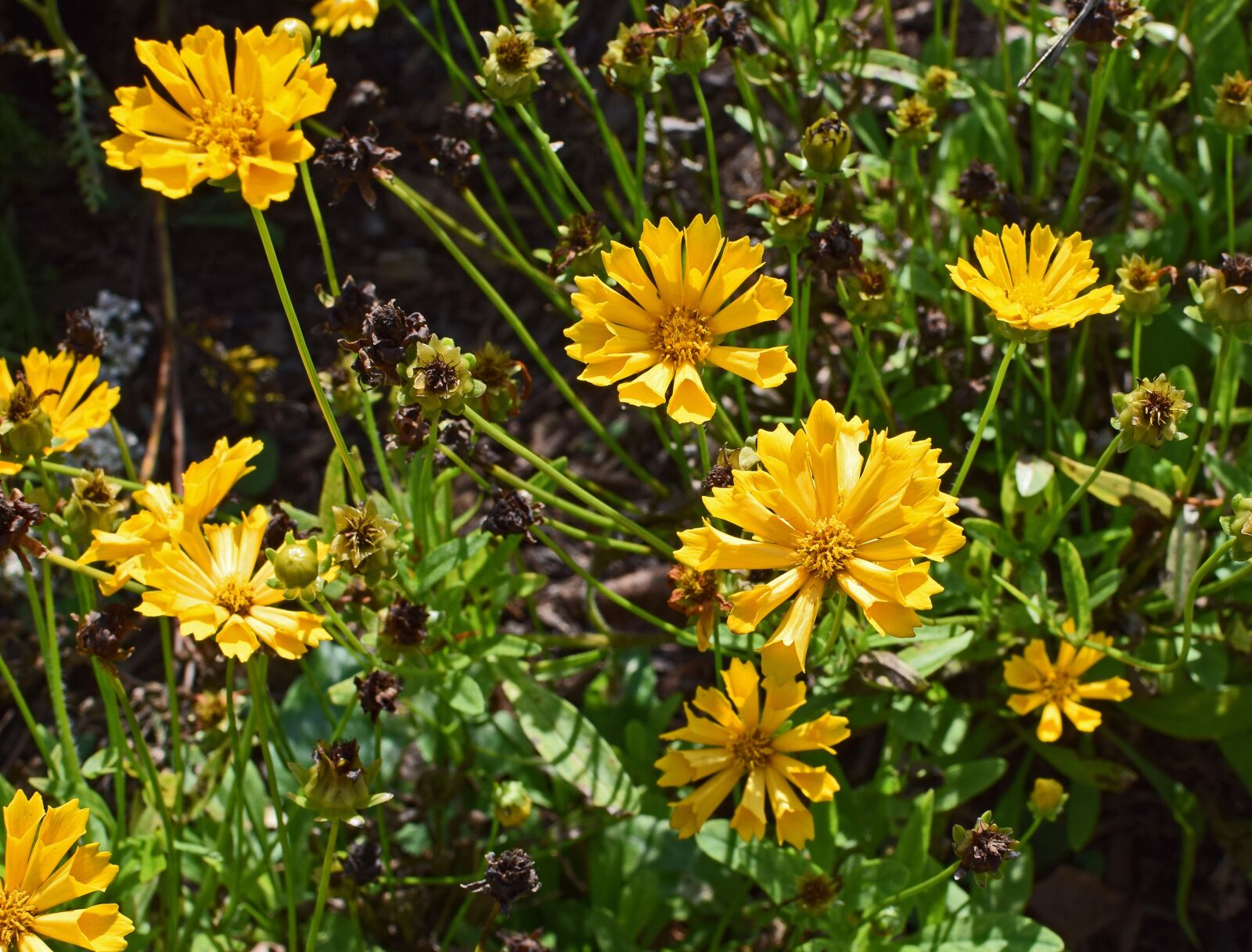 Nikon D3300 sample photo. Coreopsis, flower, blossom photography
