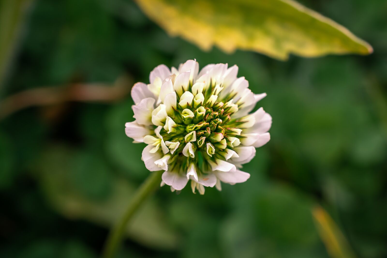 Nikon D3100 sample photo. Four leaf clover, nature photography