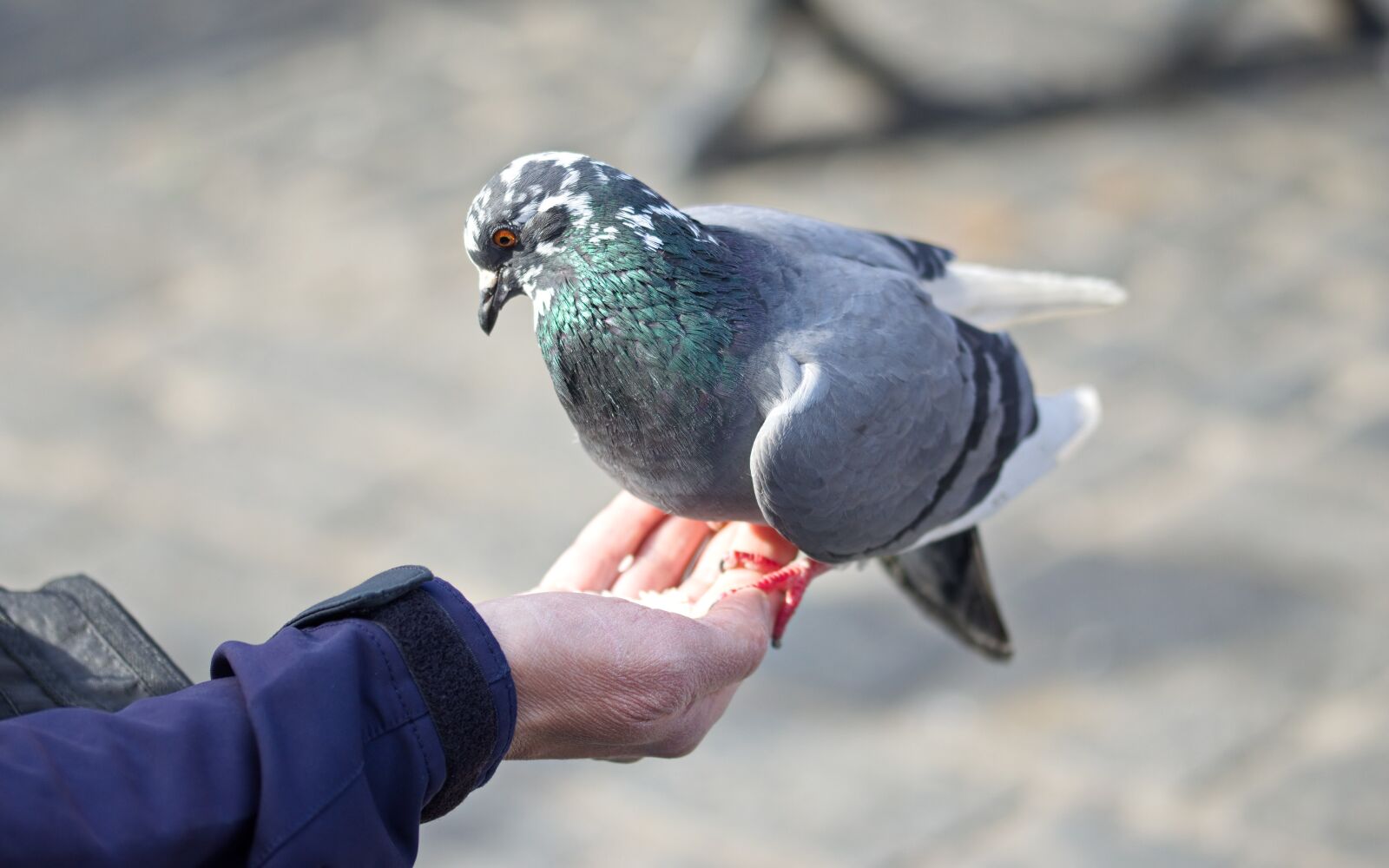 Nikon D5100 sample photo. Bird, pigeon, hand photography