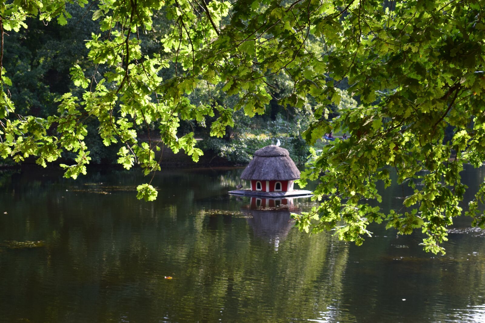 Nikon D3300 sample photo. Green, pond, lake photography