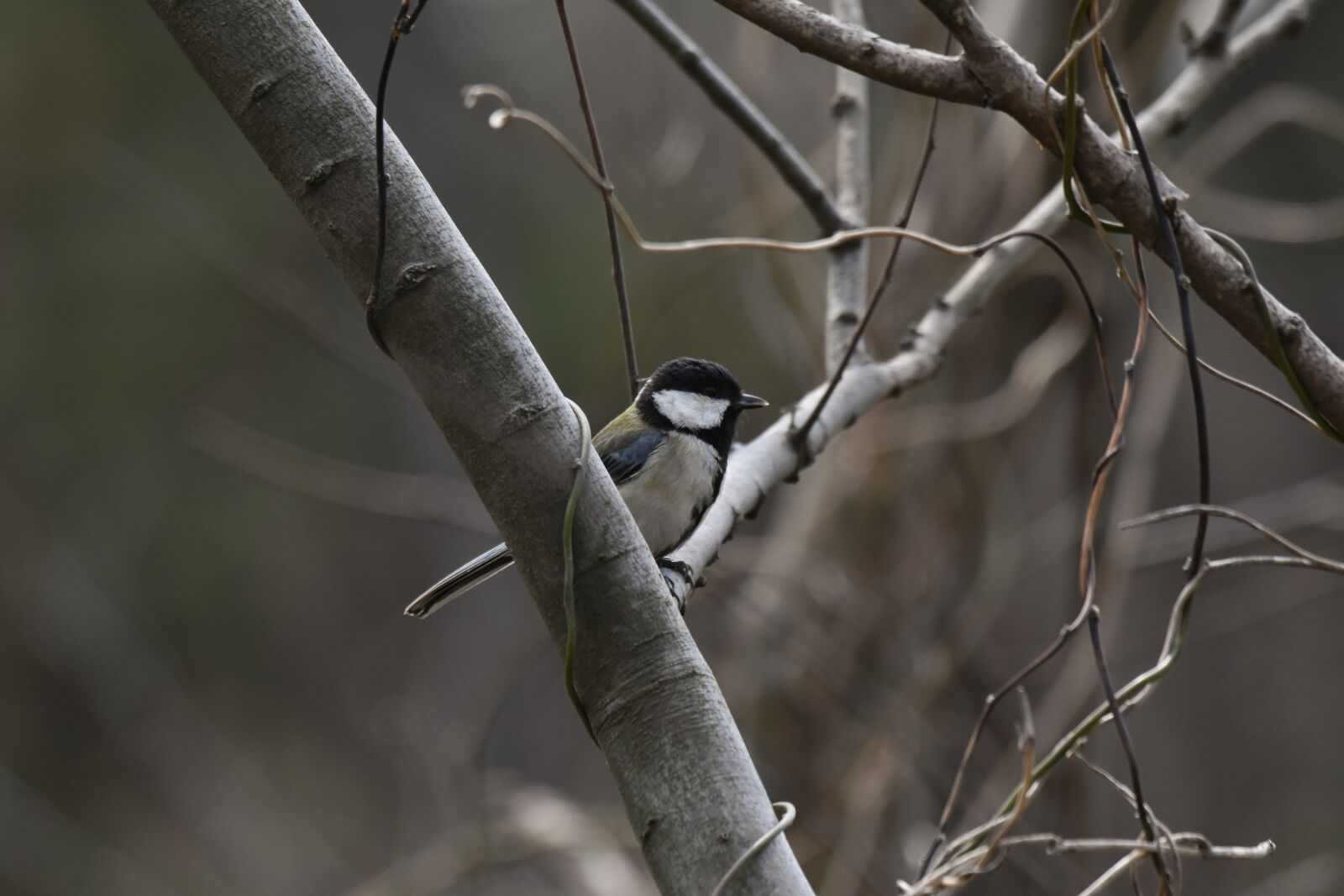 Nikon D7200 sample photo. Animal, forest, wood photography