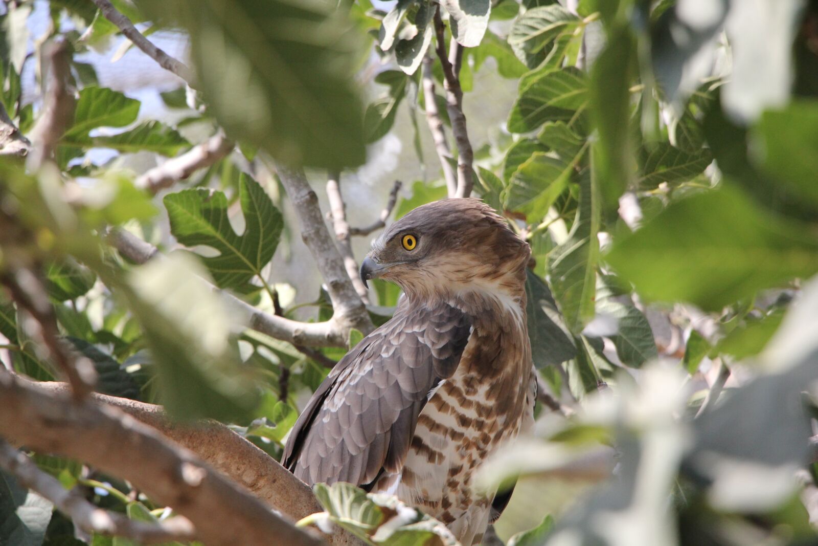 Canon EOS 60D sample photo. Faucon, oiseau, nature photography