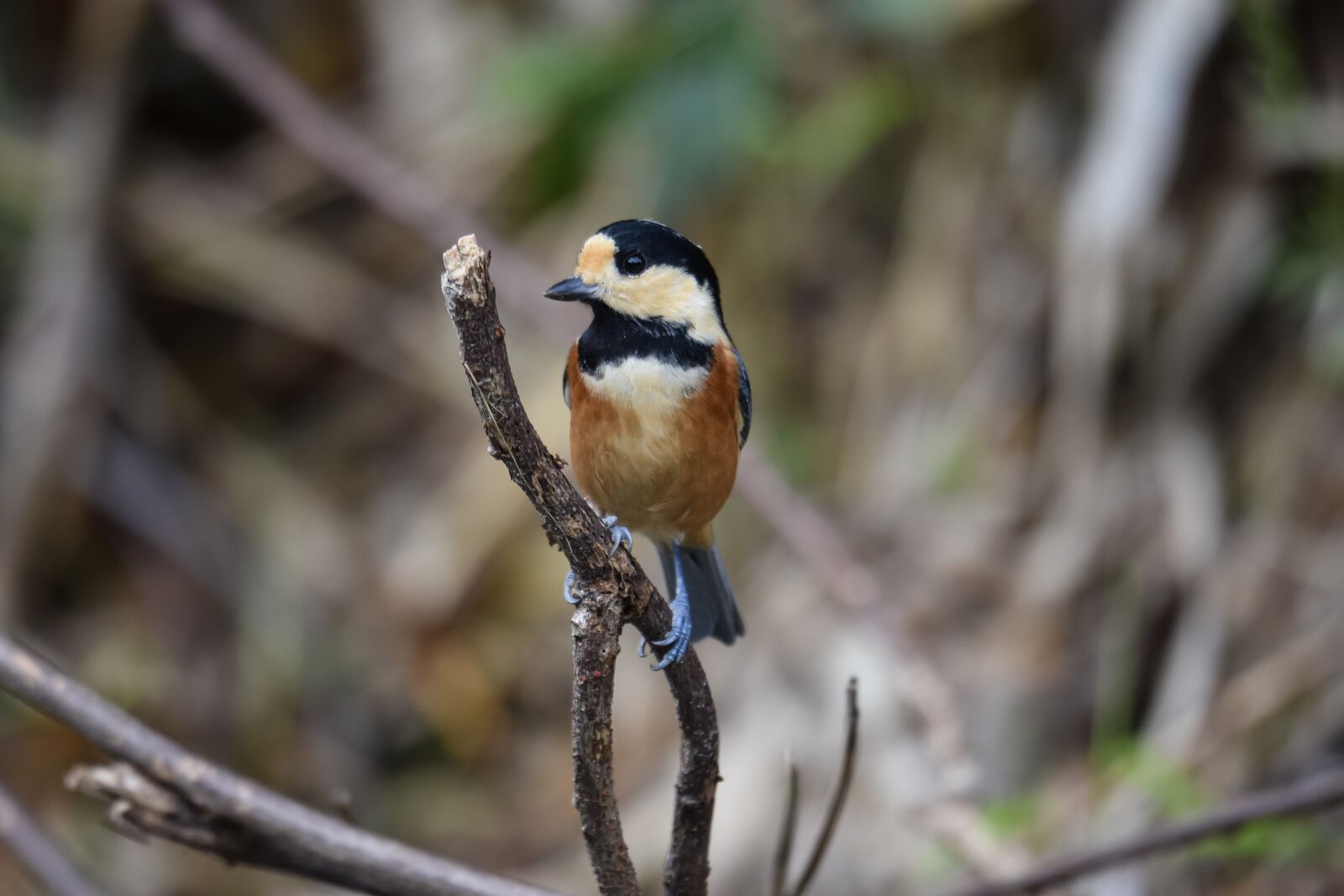 Nikon D7200 sample photo. Animal, forest, wood photography
