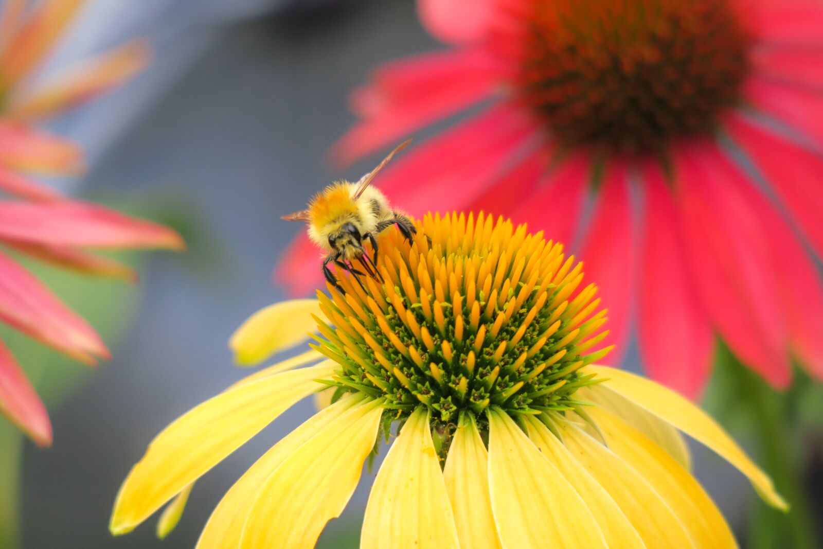Canon PowerShot G3 X sample photo. Hummel, acker hummel, coneflower photography