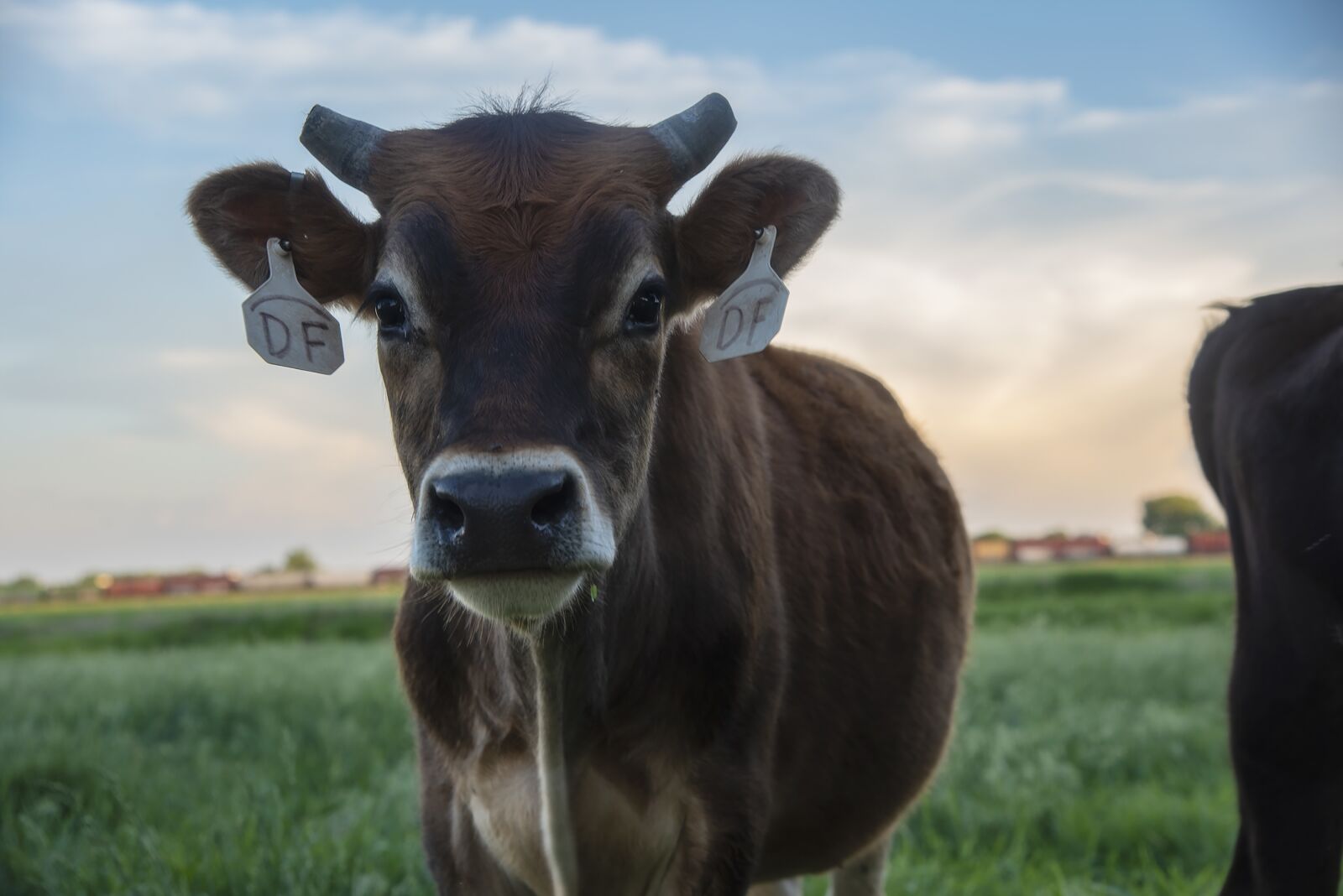 Nikon D810 sample photo. Cows, cattle, livestock photography