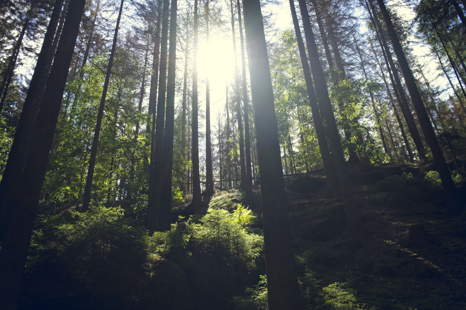 Sony FE 28-70mm F3.5-5.6 OSS sample photo. Forest, sunbeam, sun photography
