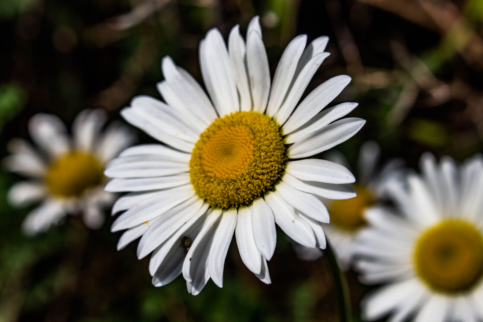 Canon EOS 700D (EOS Rebel T5i / EOS Kiss X7i) sample photo