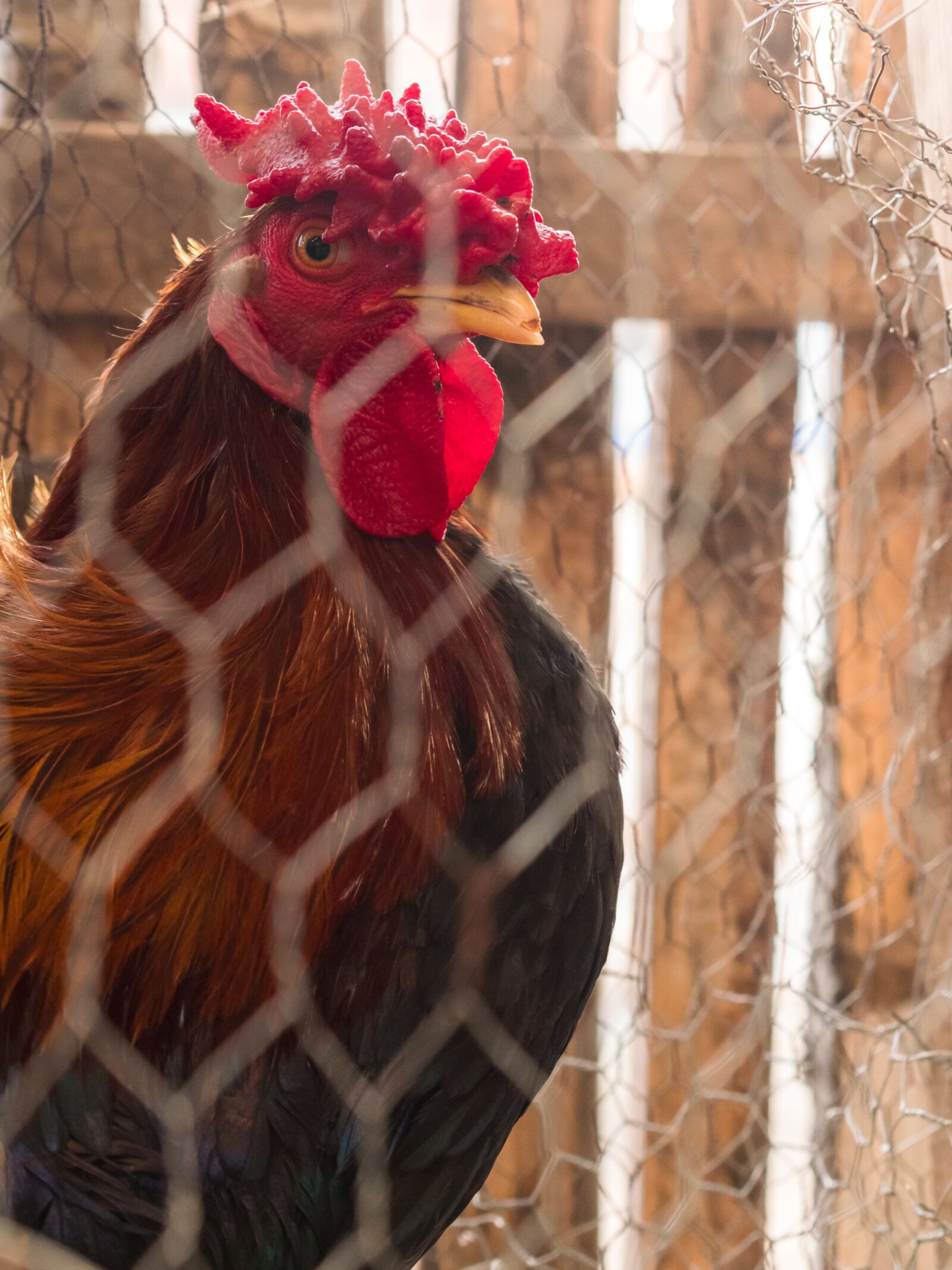 Nikon D5300 sample photo. Animal, farm, agriculture photography