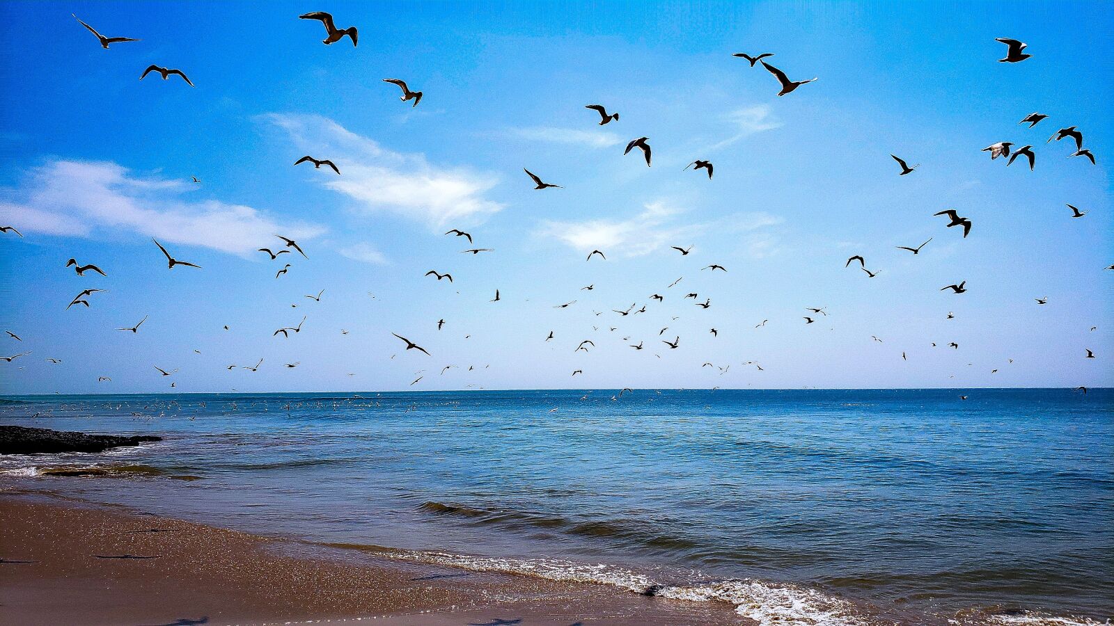 Samsung Galaxy S9+ Rear Camera sample photo. Nature, ocean, birds photography