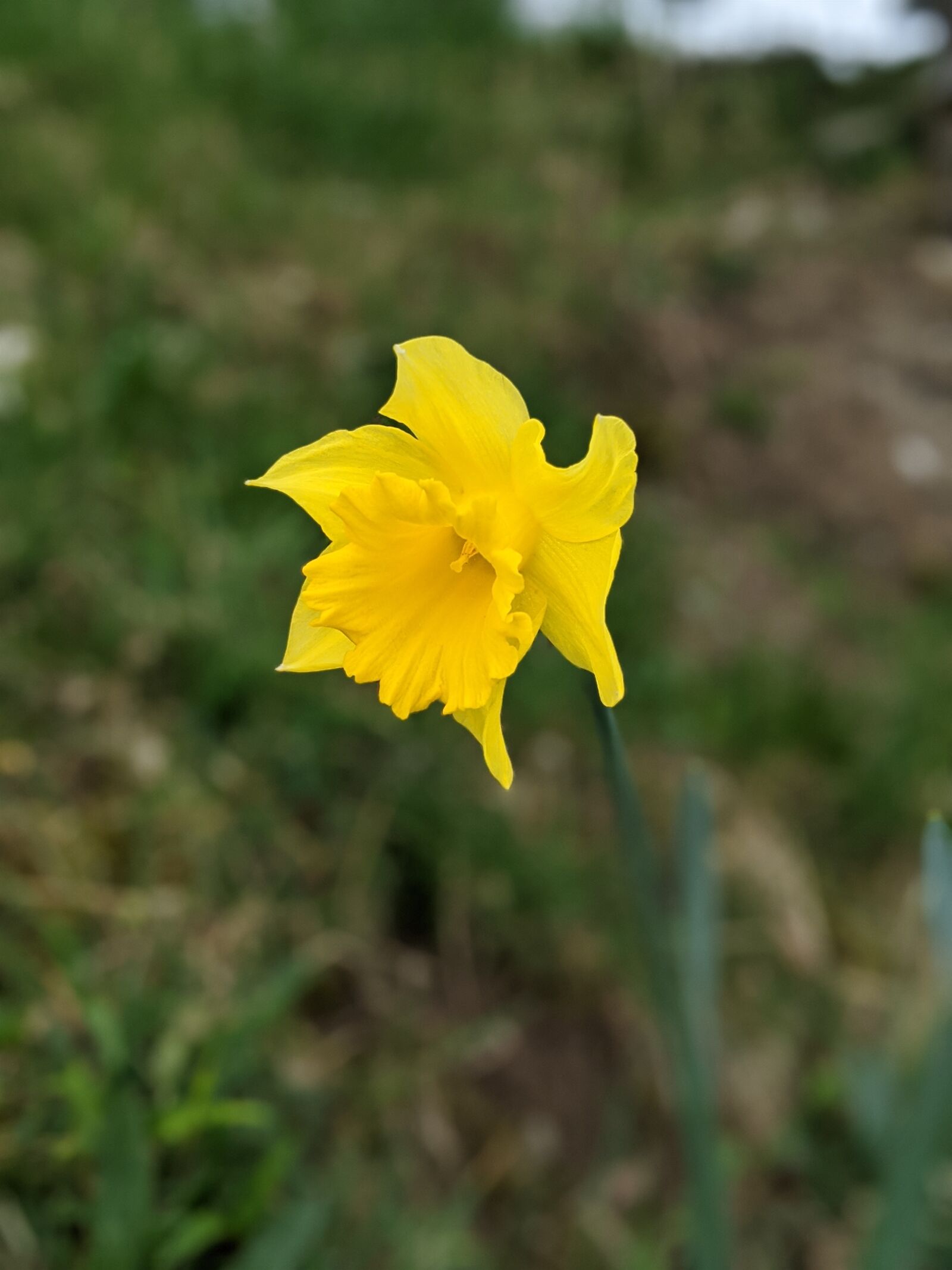 Google Pixel 3 sample photo. Daffodil, blossom, plant photography